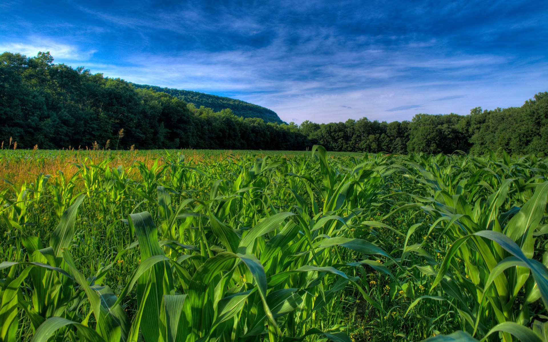 Cornfield with trees and blue sky HD Wallpaper