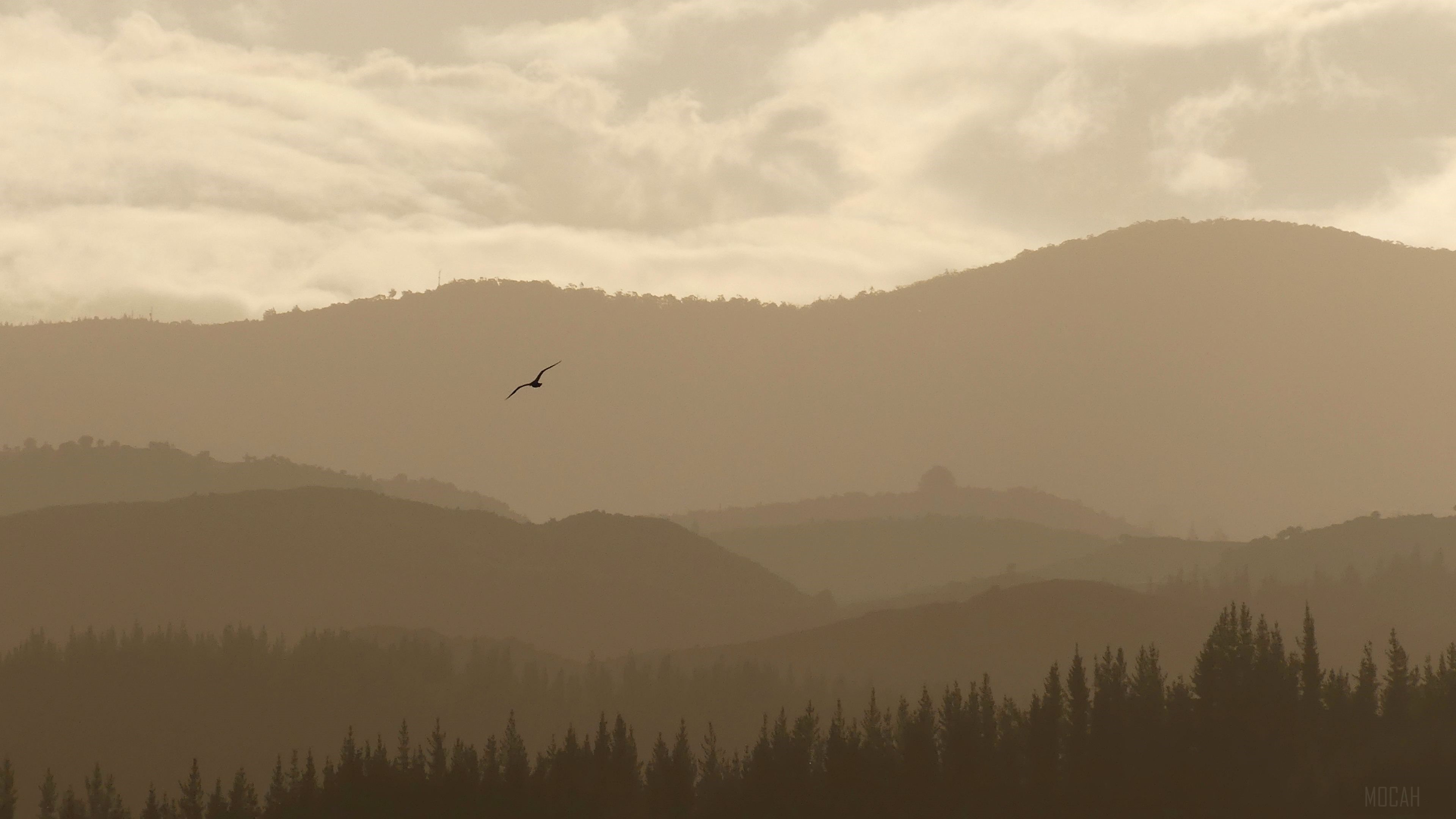 Bird flying over misty mountains in Abel Tasman National Park 4K HD Wallpaper