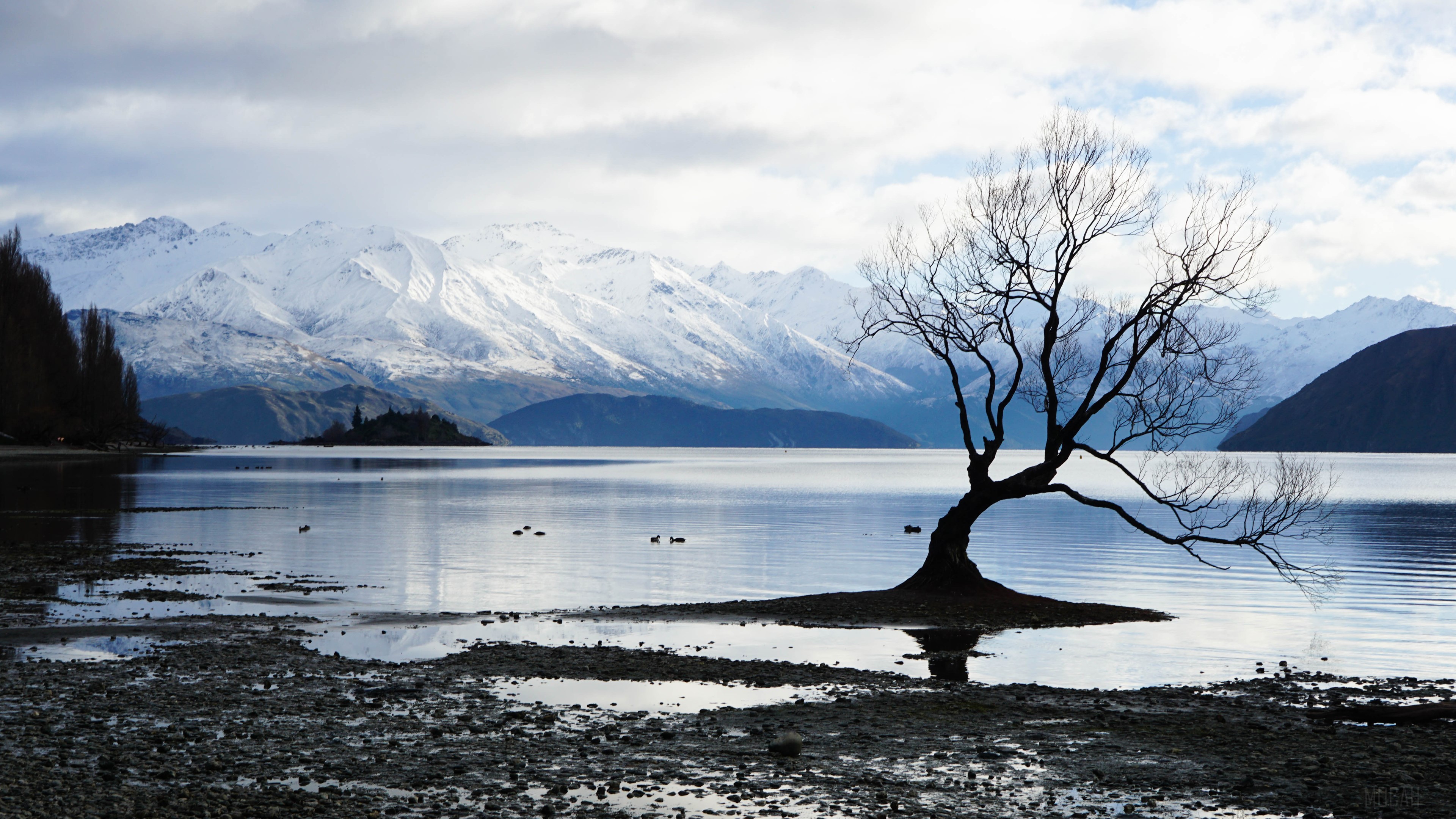 Lone Tree in Lake with Snow-Capped Mountains 4K HD Wallpaper