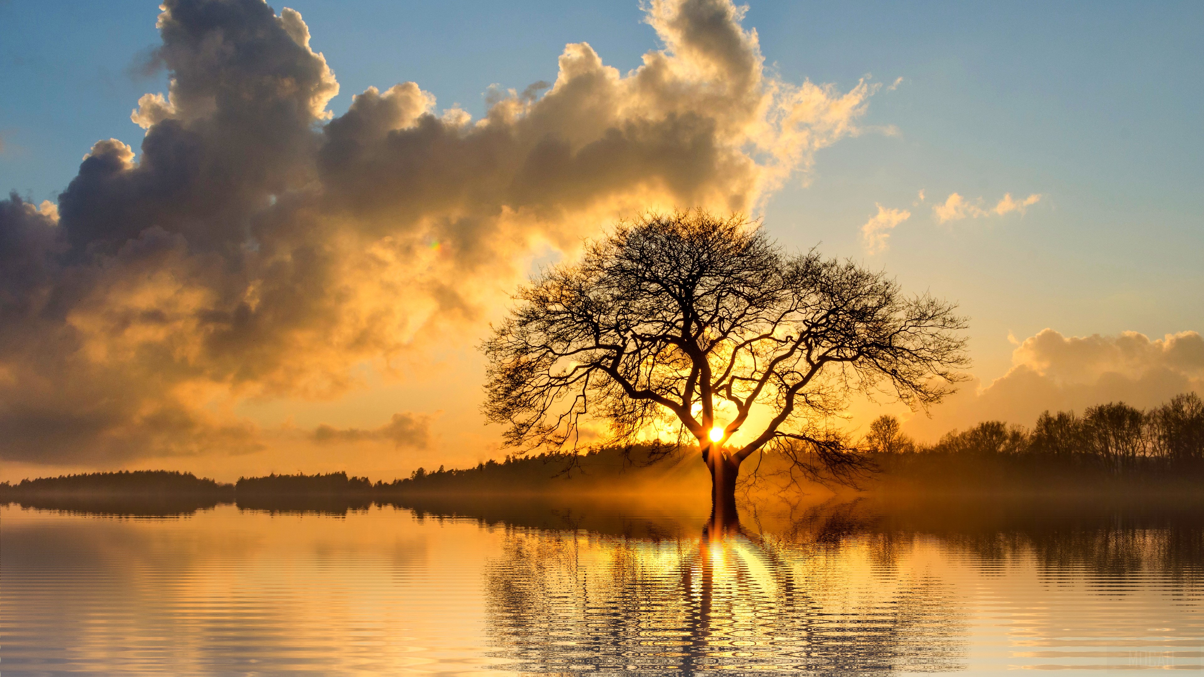 Lone Tree in Lake at Sunset 4K HD Wallpaper