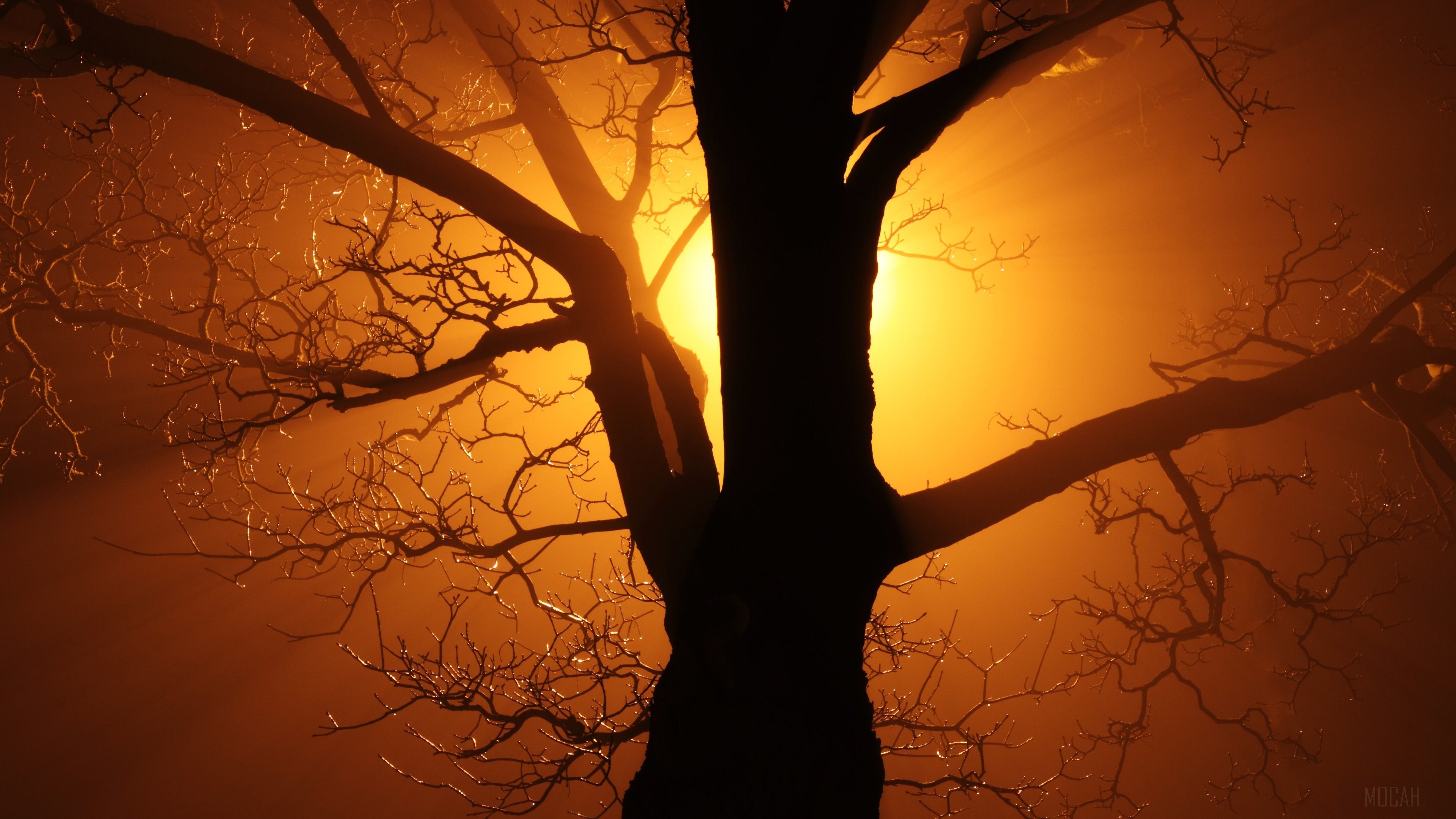 Silhouette of a bare tree with sunbeams HD Wallpaper