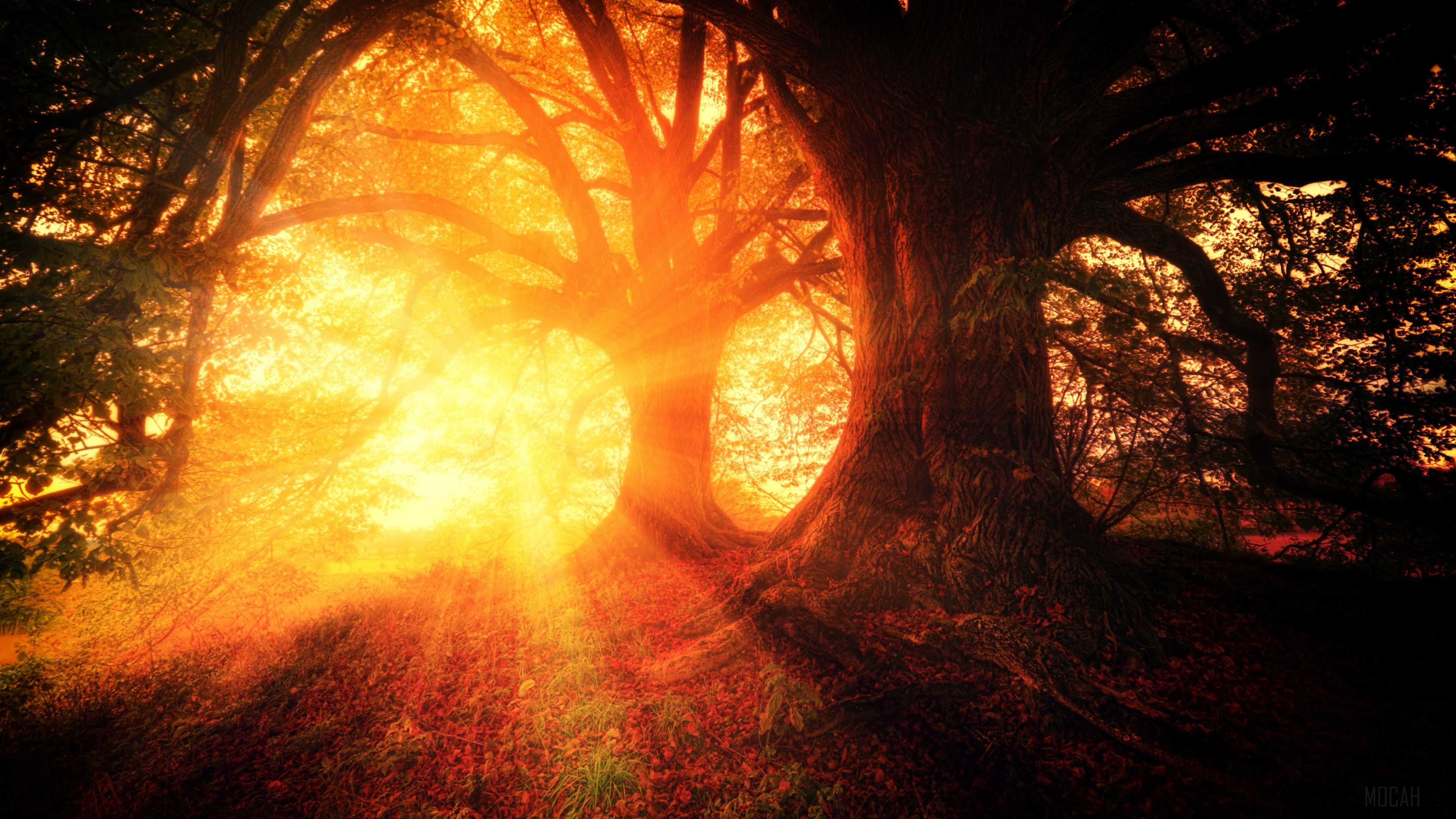 Yellow Light Between Big Trees HD Wallpaper