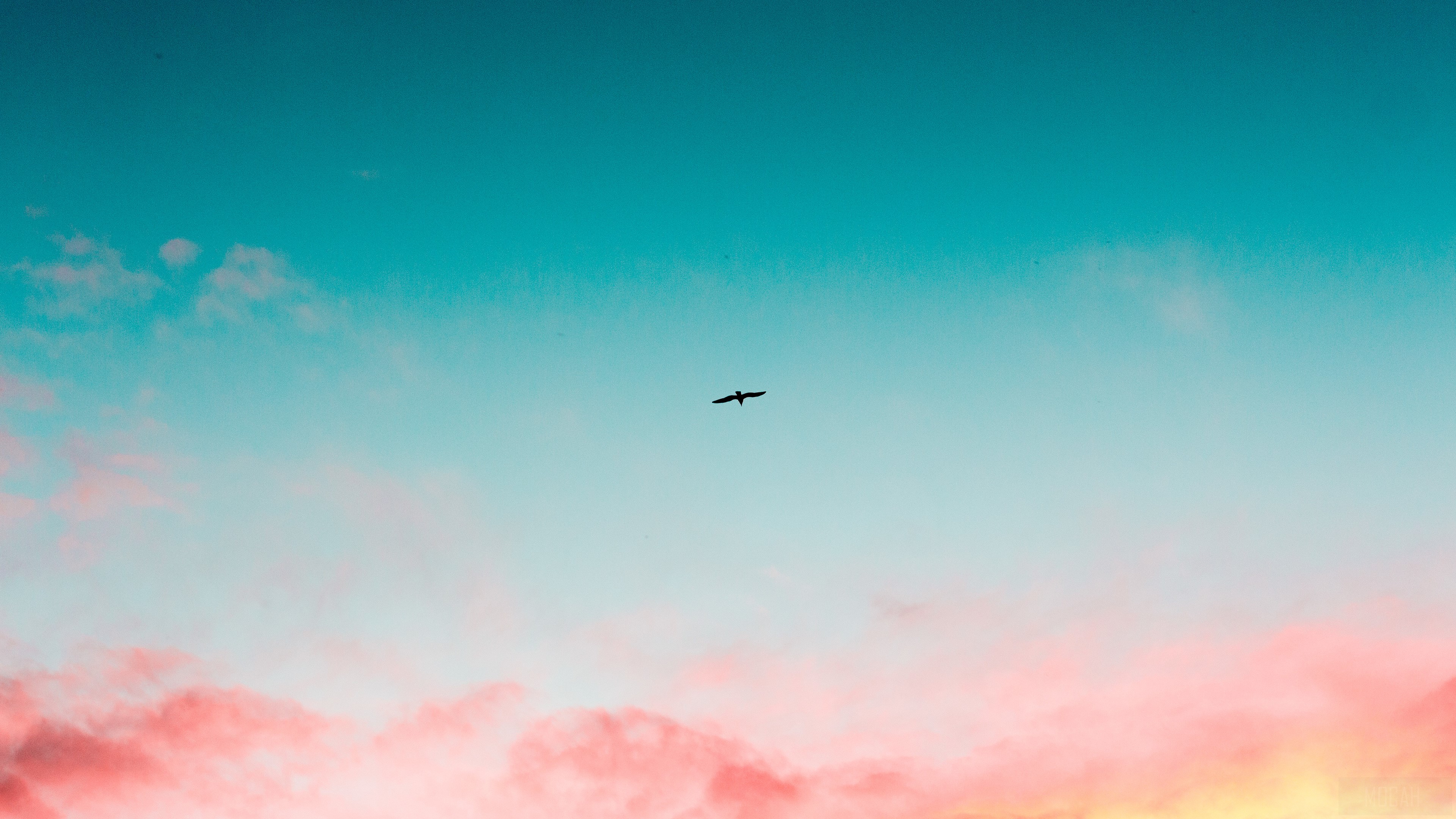 Bird flying in a beautiful sky with clouds 4K HD Wallpaper