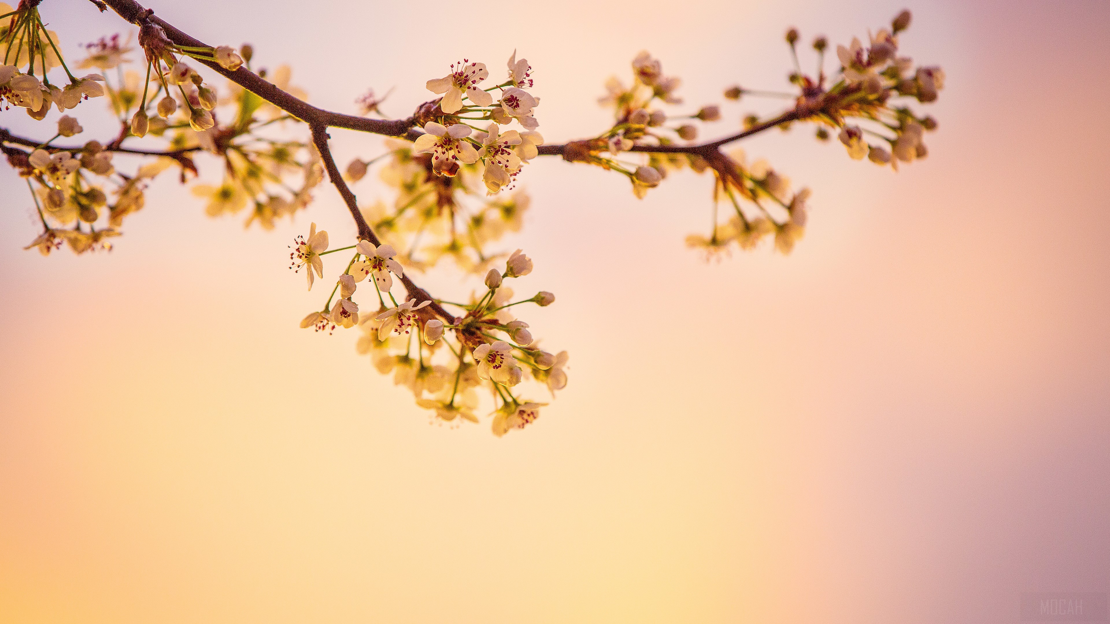 White Cherry Blossoms HD Wallpaper
