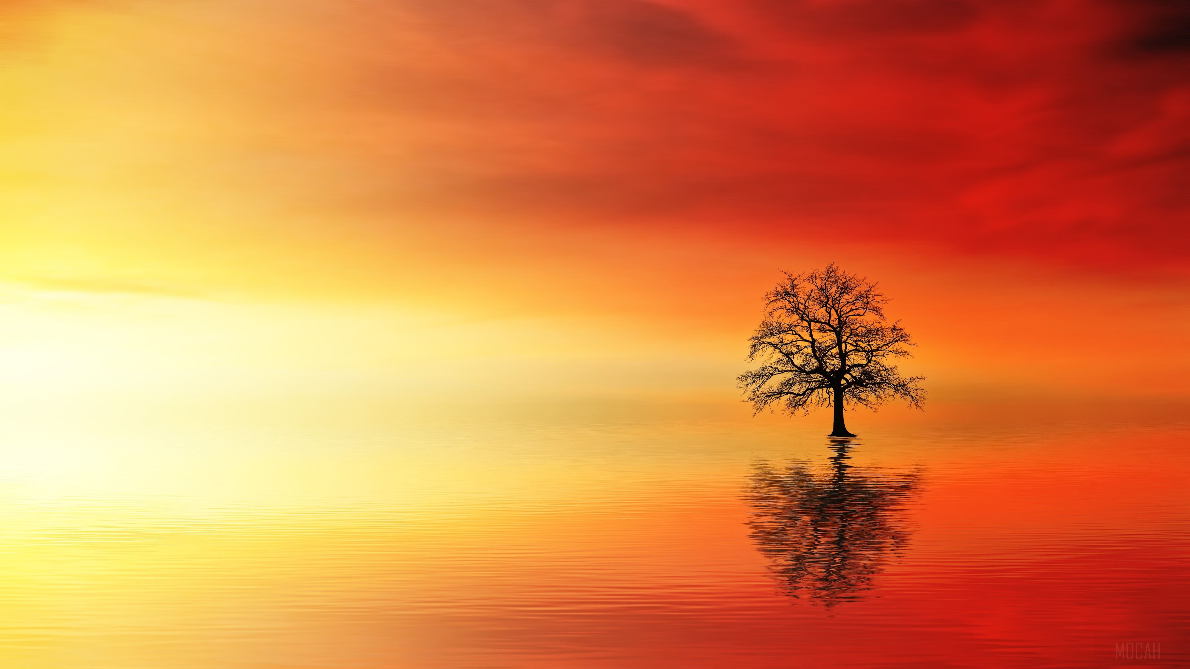 Lone Tree In Water At Dusk HD Wallpaper