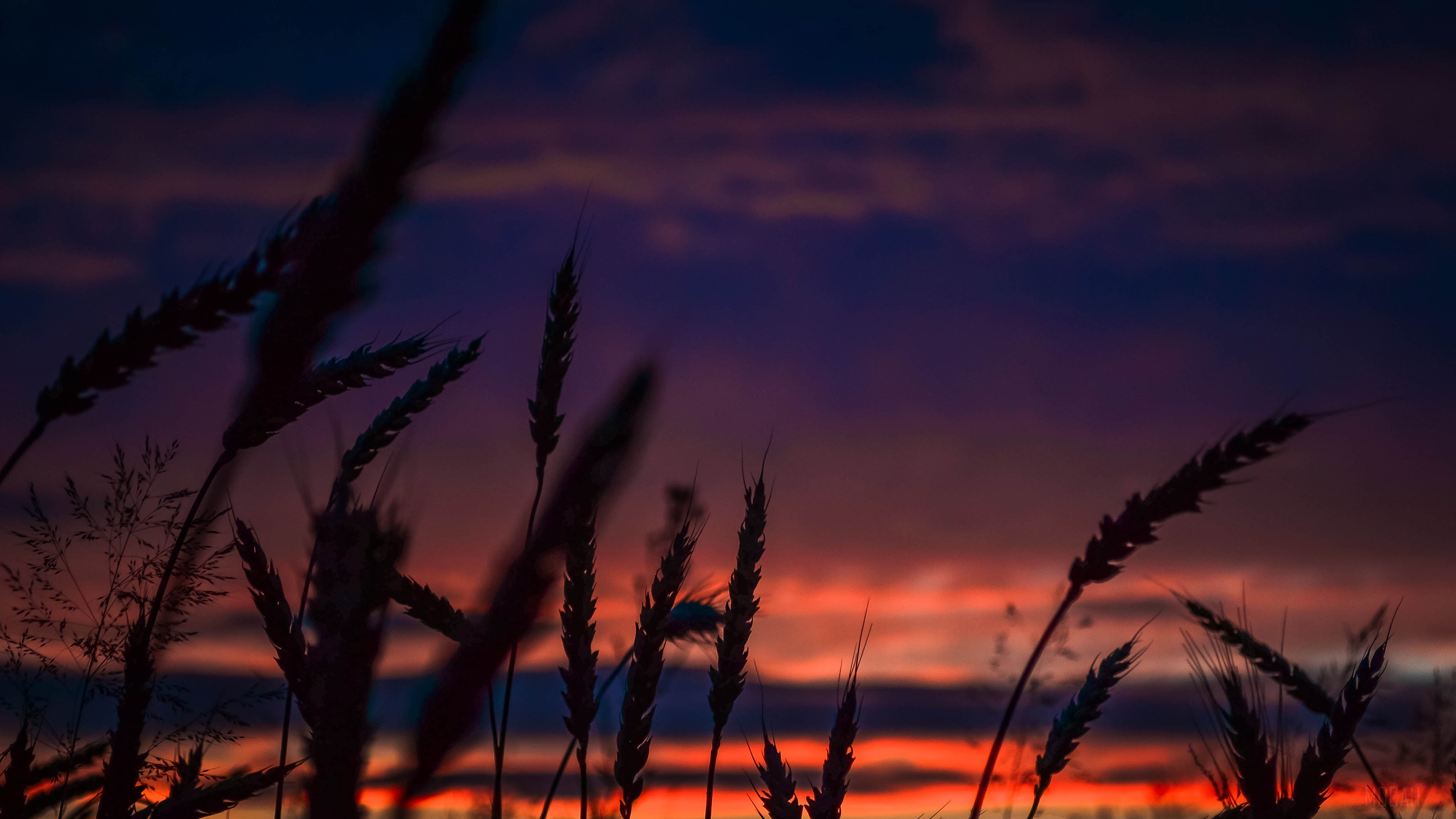Wheat stalks silhouetted against a colorful sunset sky HD Wallpaper