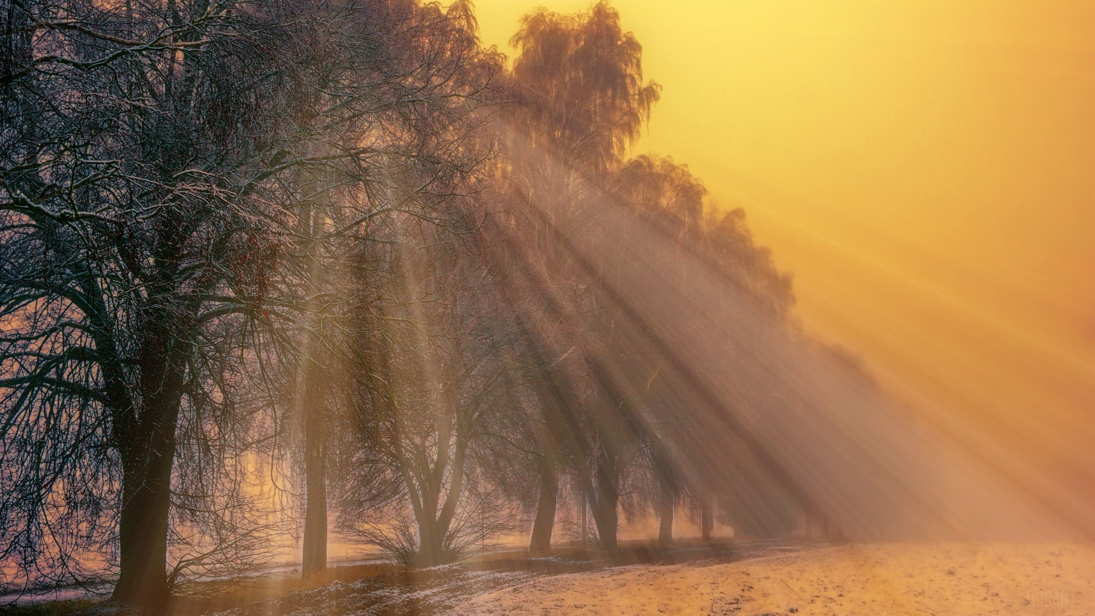 Foggy Winter Trees with Sunbeams 4K HD Wallpaper