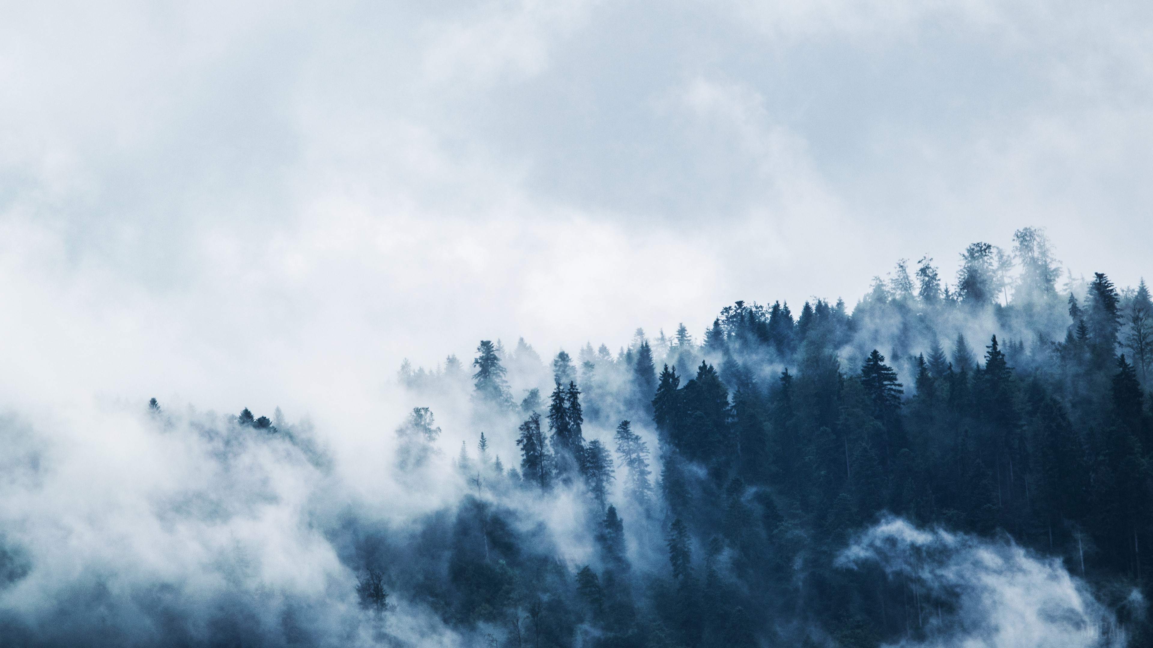 Misty Forest with Pine Trees 4K HD Wallpaper