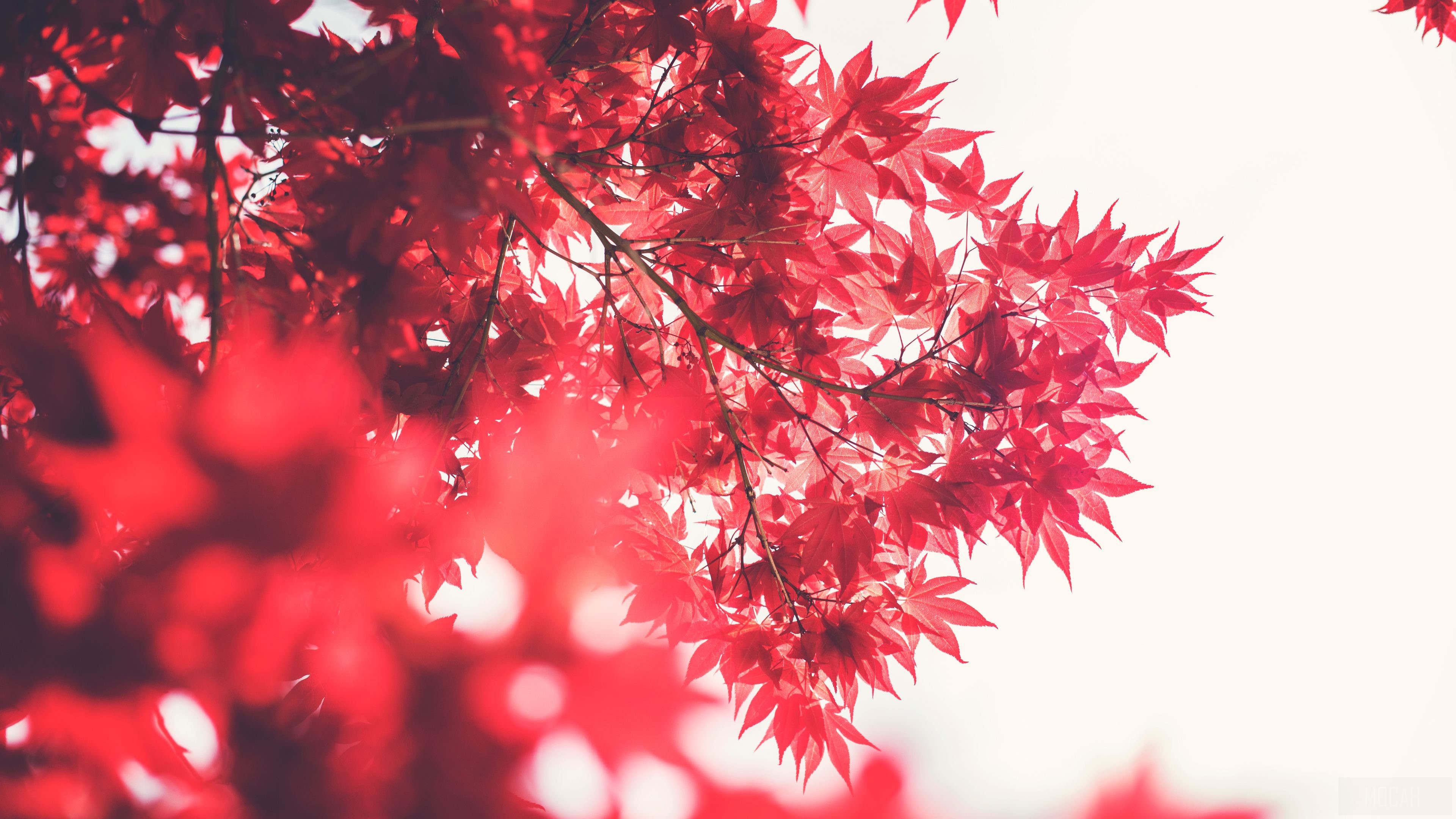 Red Maple Leaves in Sunlight 4K HD Wallpaper