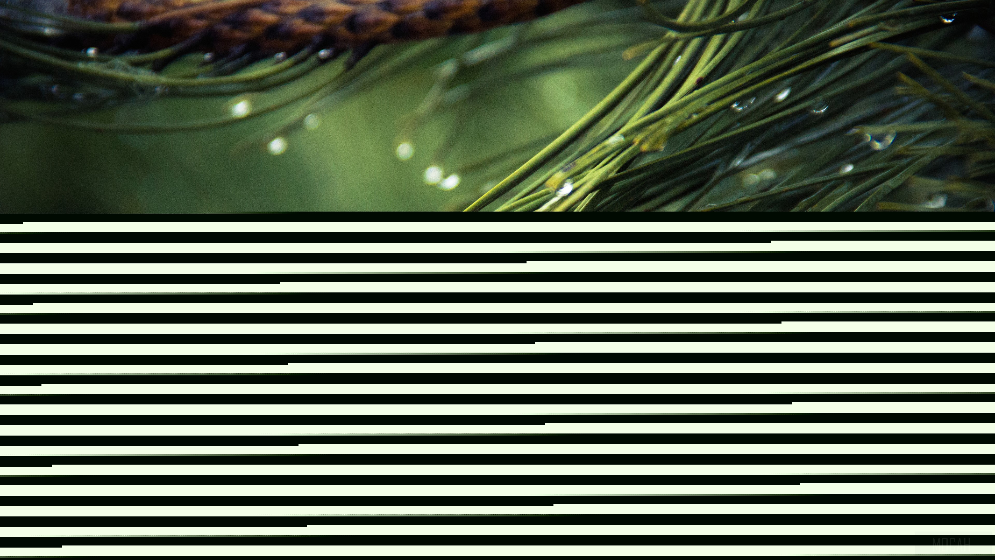 Water Drops on Green Pine Needles 4K HD Wallpaper