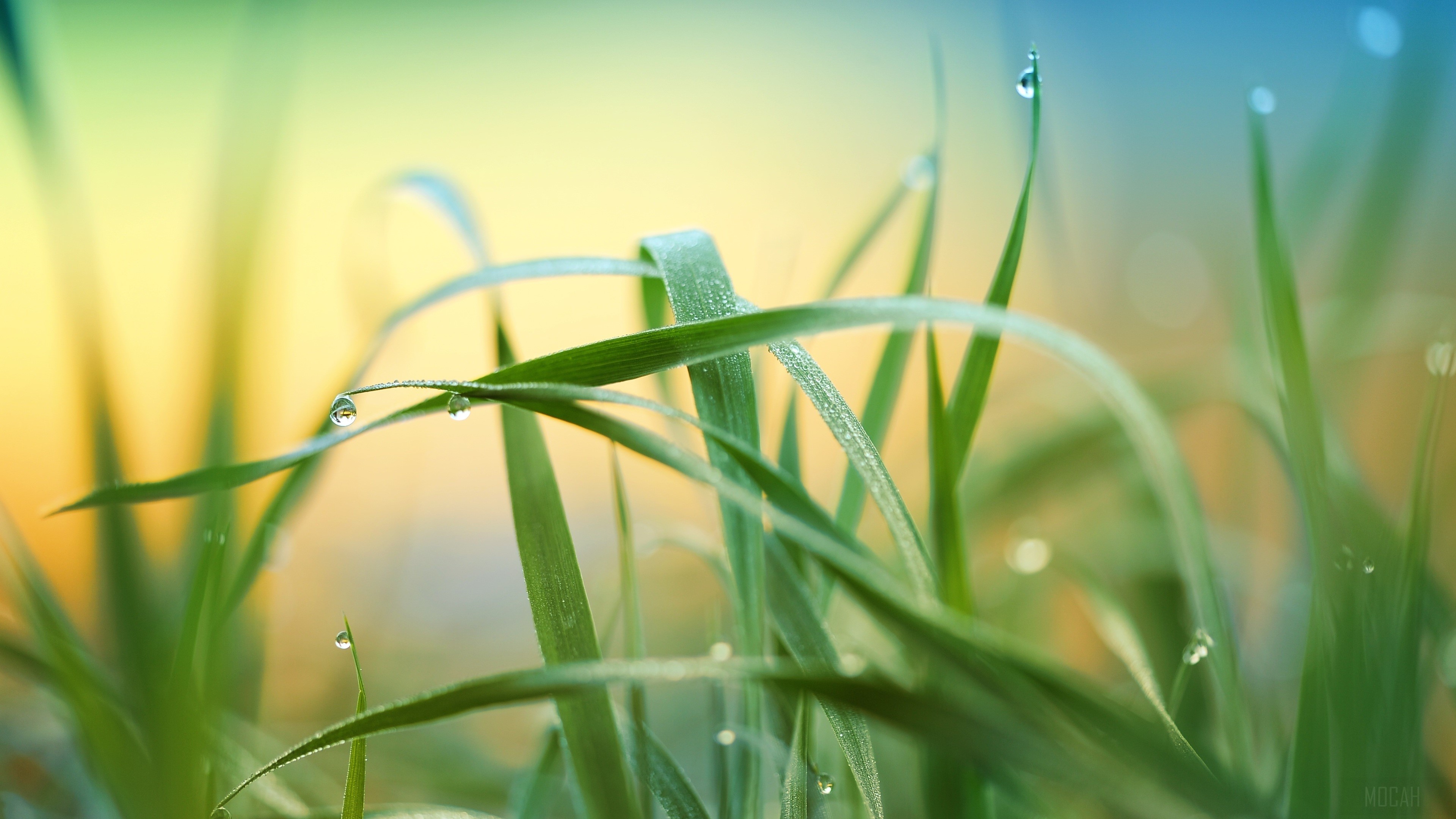Raindrops on Grass Blades 4K HD Wallpaper
