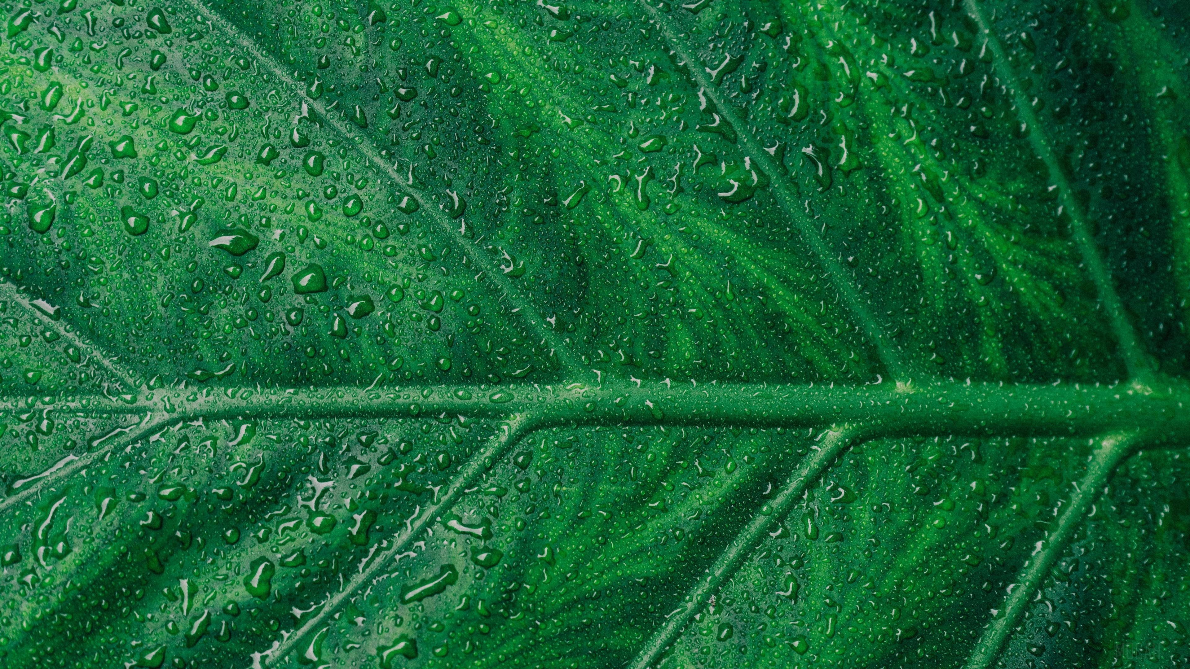 Droplets on a green leaf macro 4K HD Wallpaper