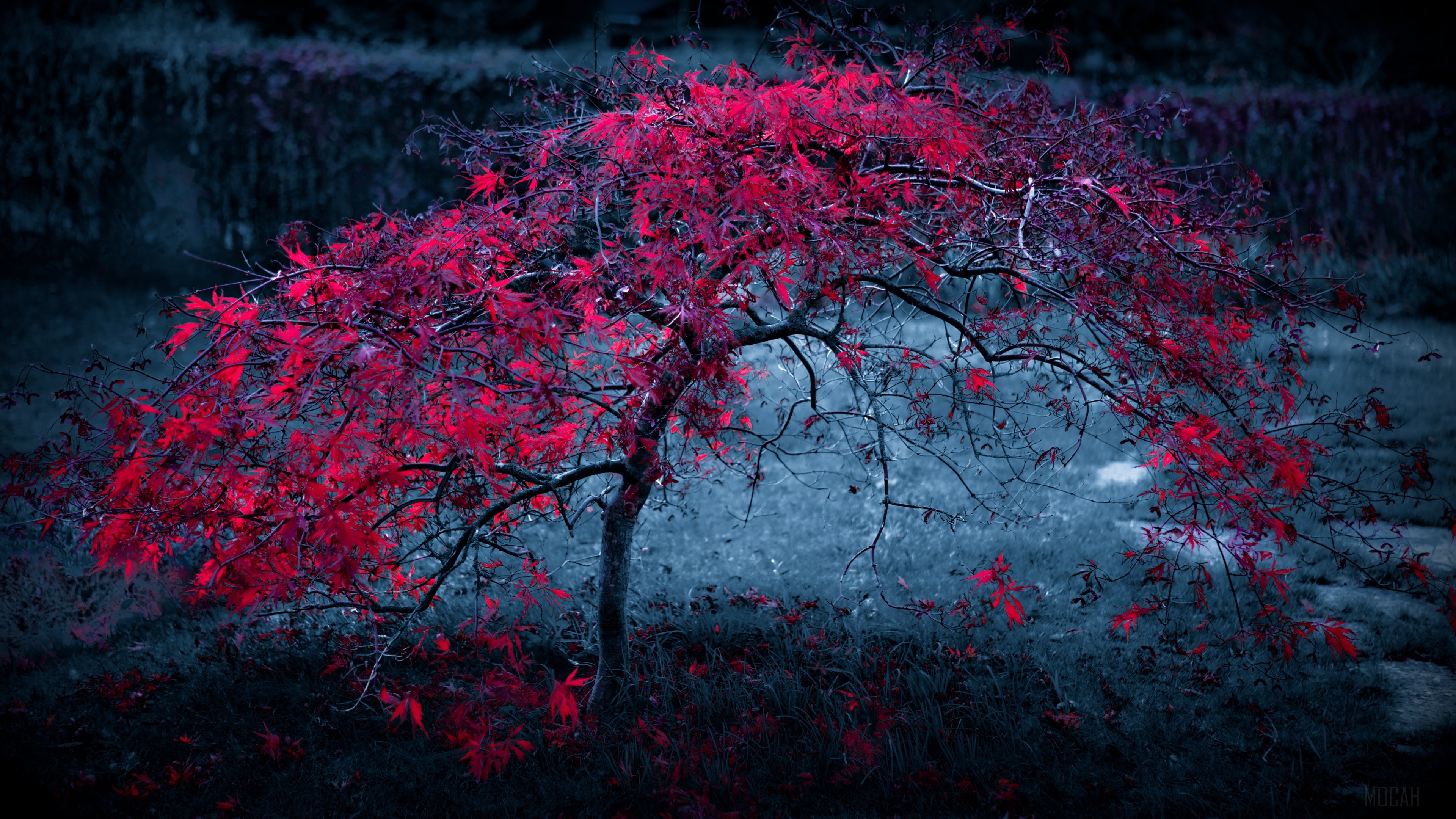 Red Leaves Tree HD Wallpaper
