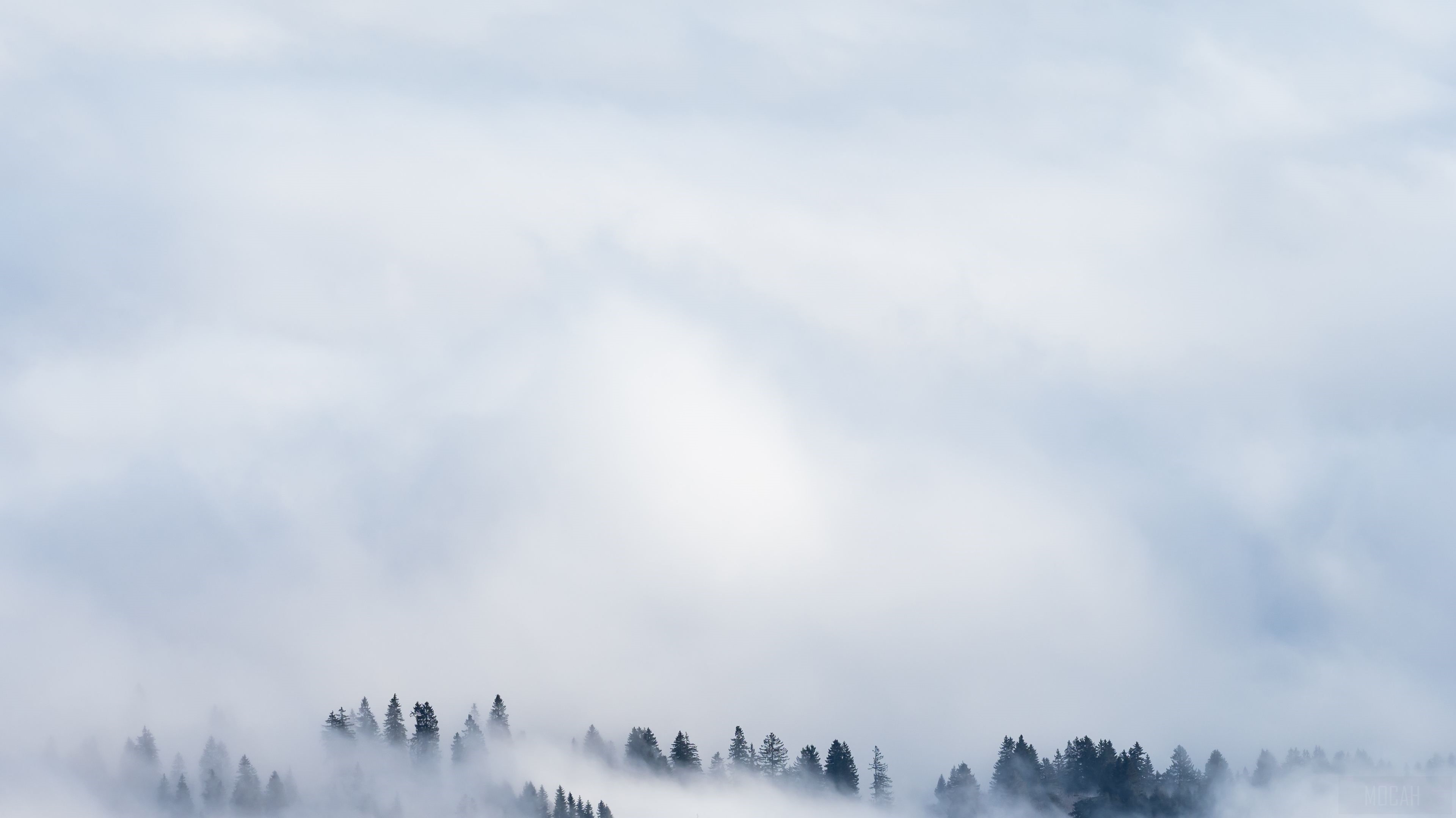 Foggy forest with clouds HD Wallpaper