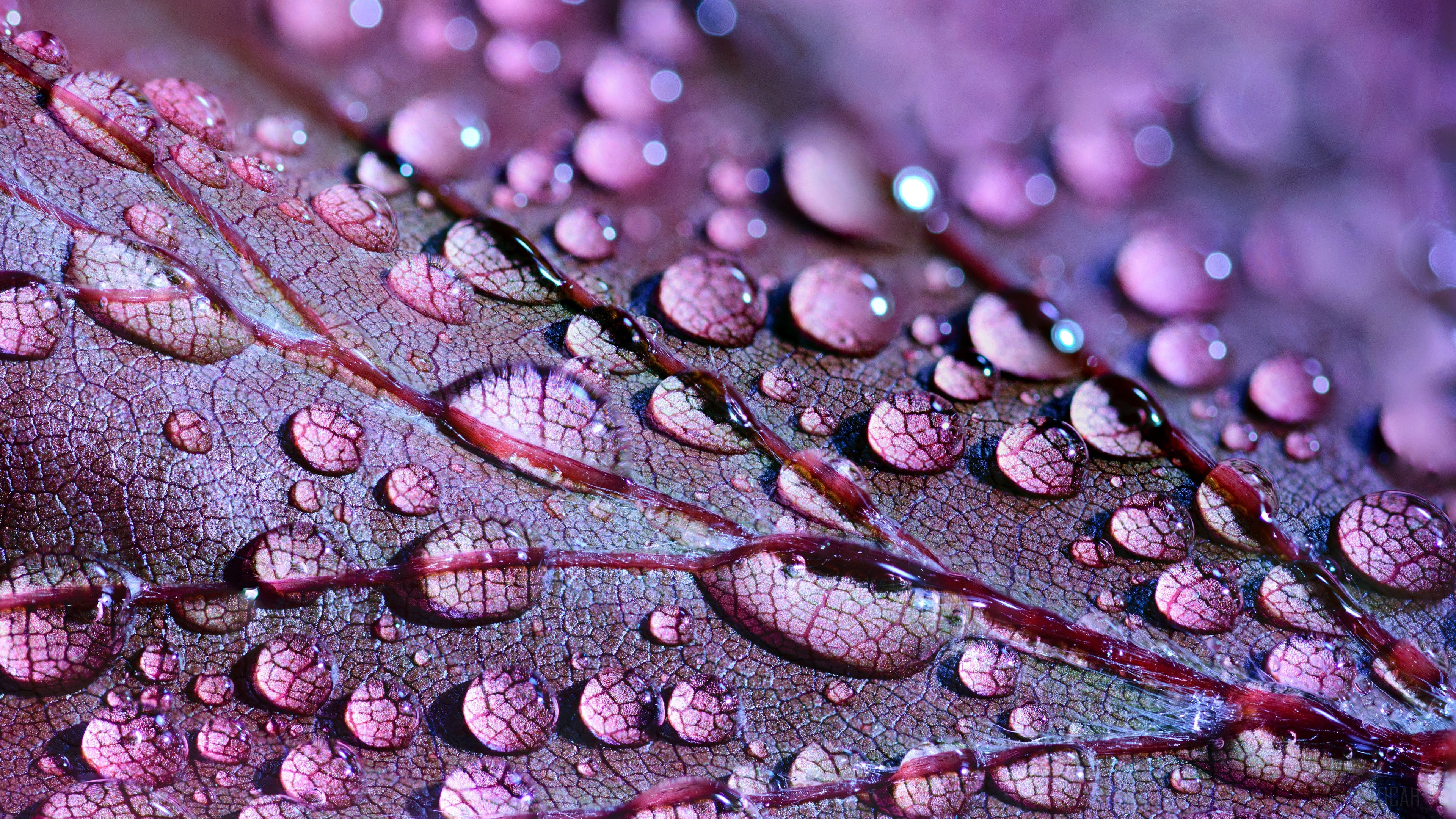 Water Drops on Purple Leaf 4K HD Wallpaper