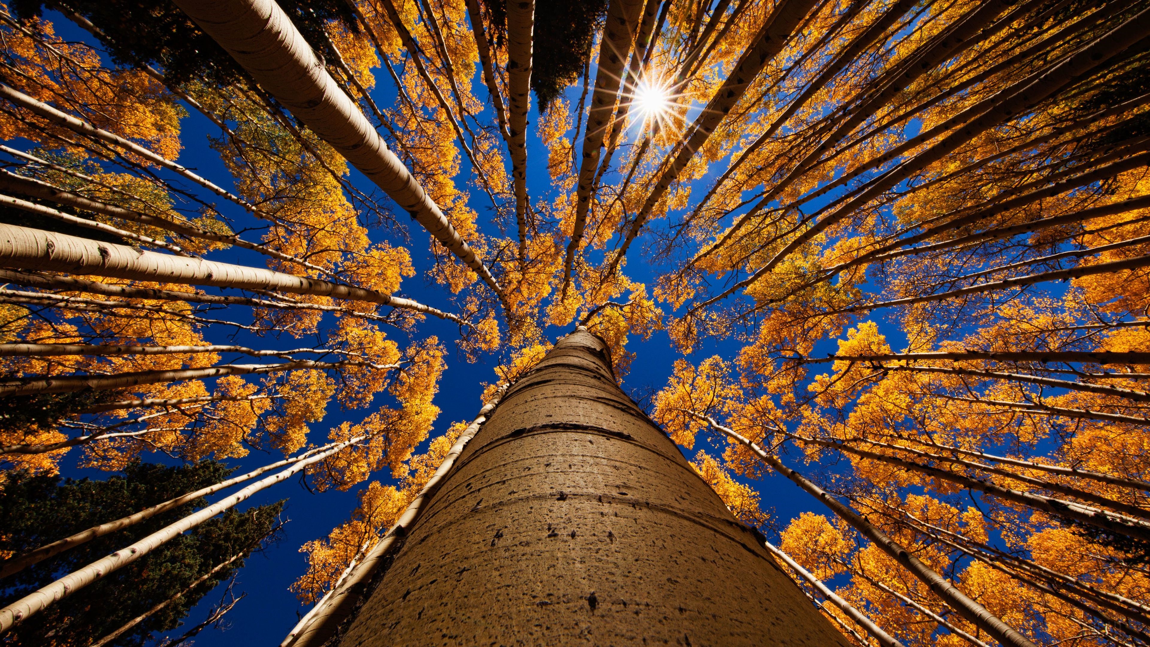 Ants Eye View of Aspen Trees in Autumn 4K HD Wallpaper
