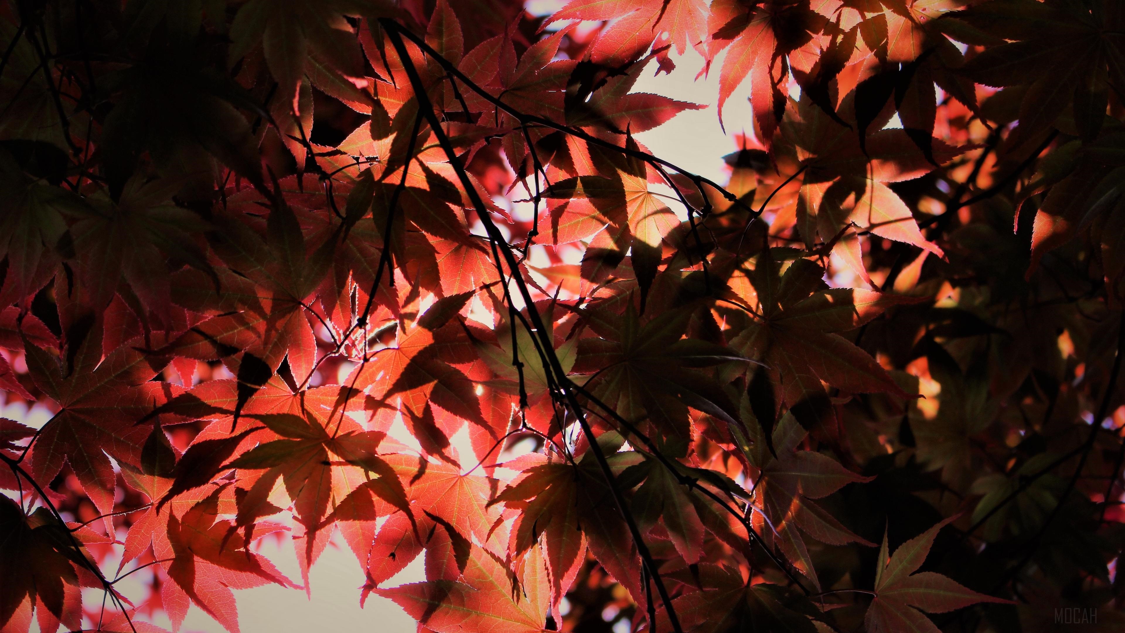 Red Autumn Leaves 4K HD Wallpaper
