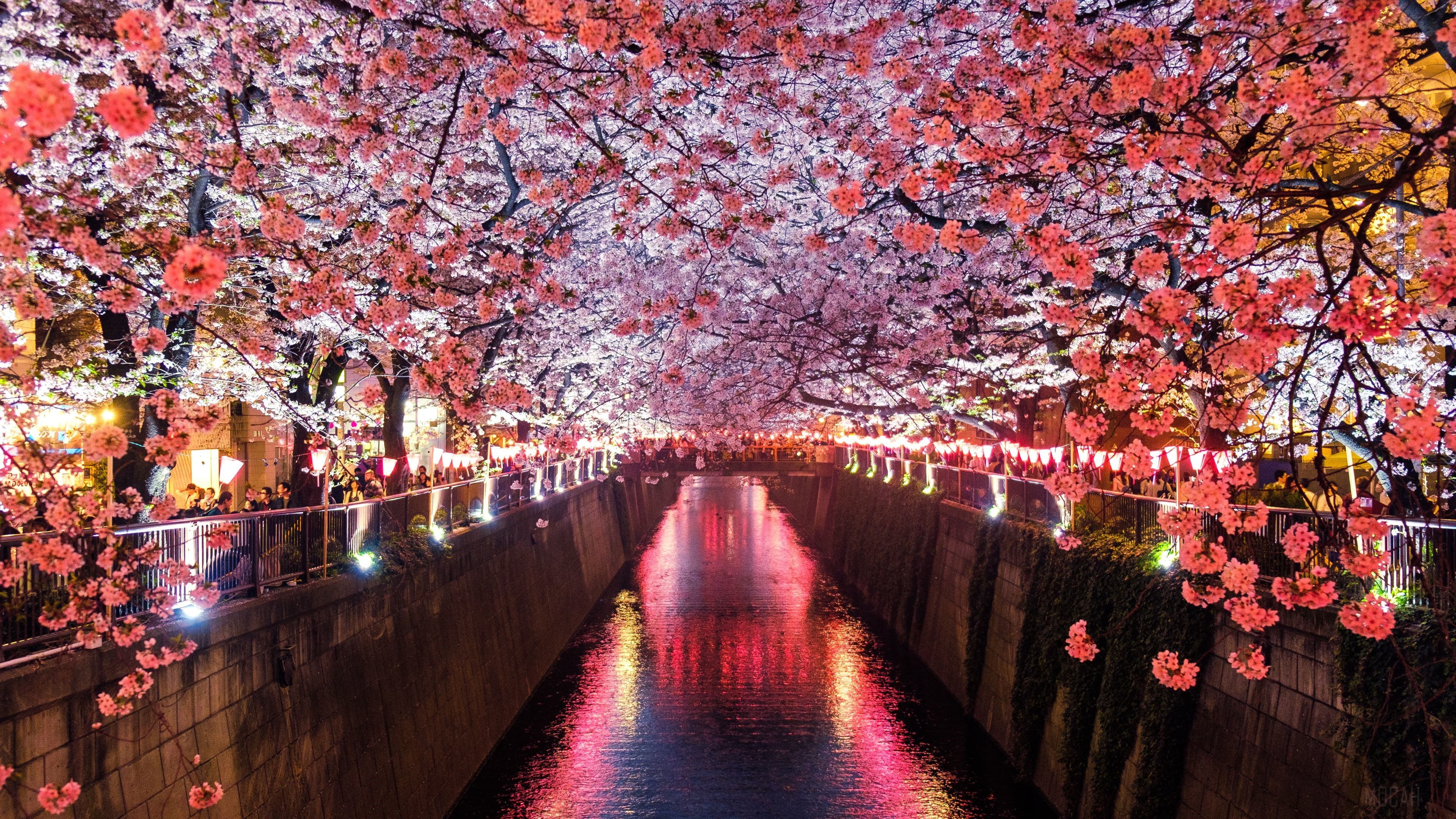 Cherry Blossom Trees Covering River Canal HD Wallpaper