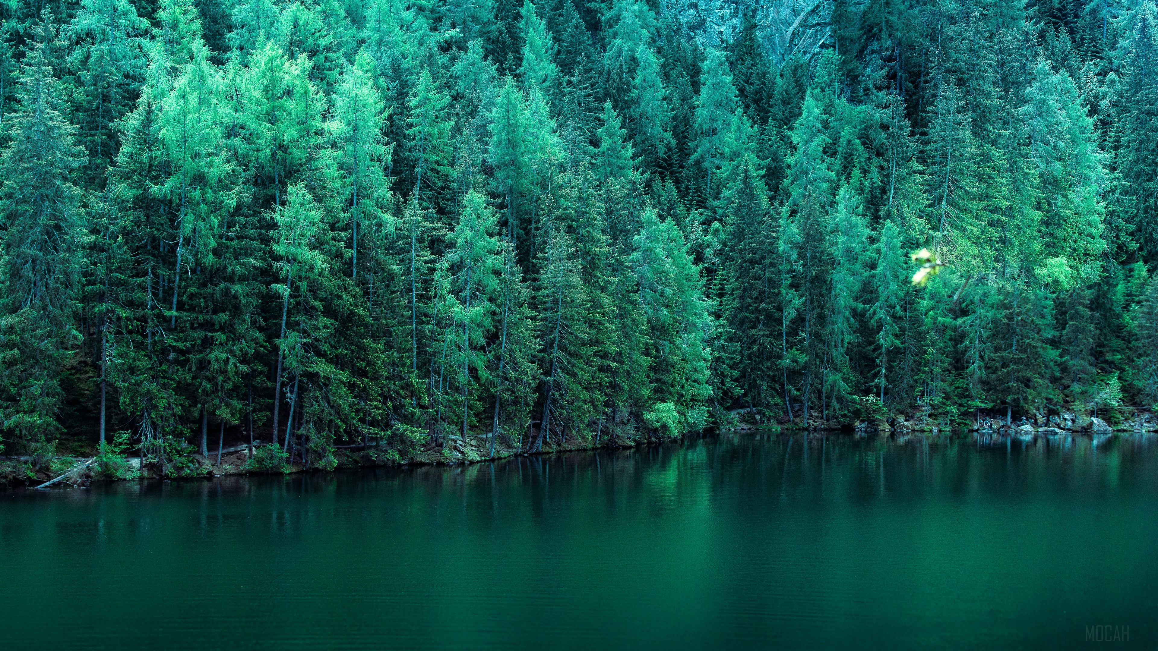 Pine Trees Along Lake HD Wallpaper