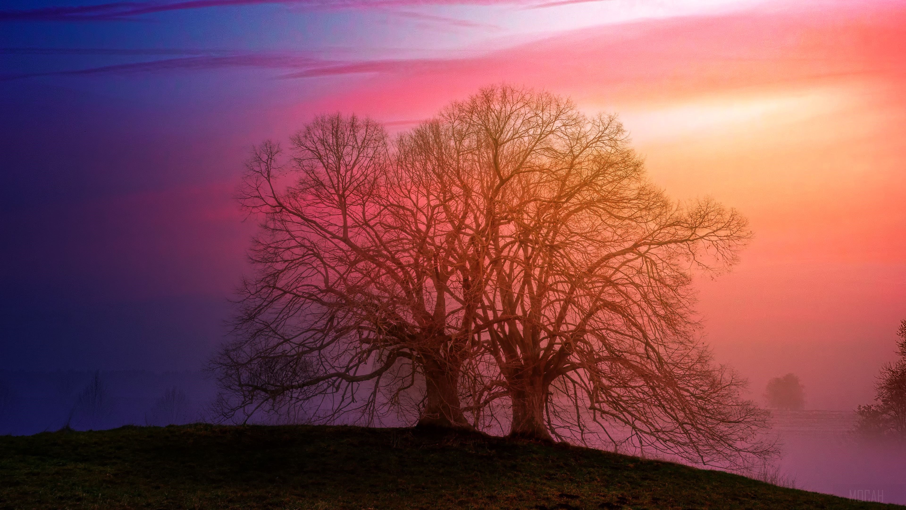Bare trees on a hill at sunset HD Wallpaper