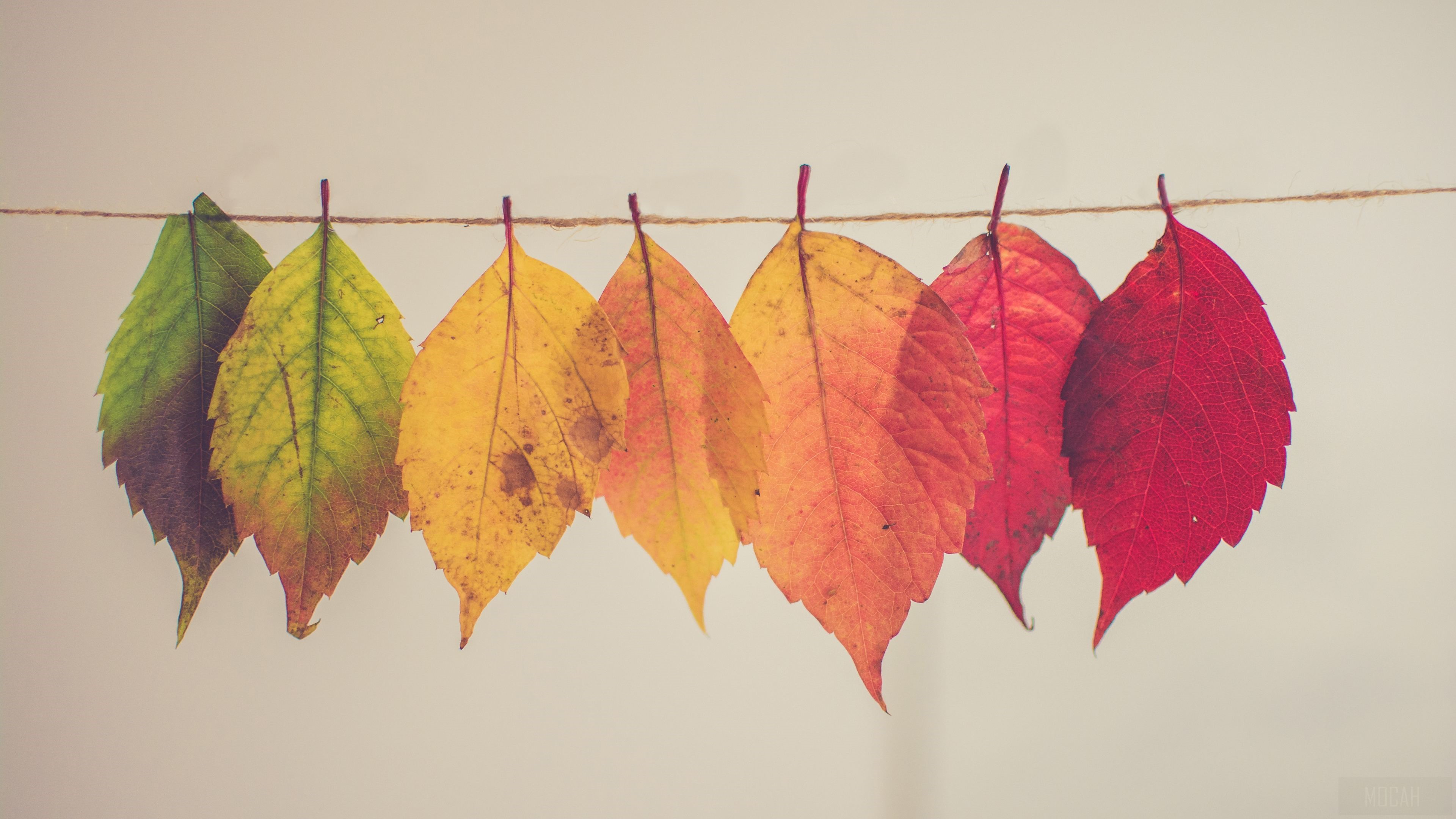 Colorful Autumn Leaves on a String 4K HD Wallpaper