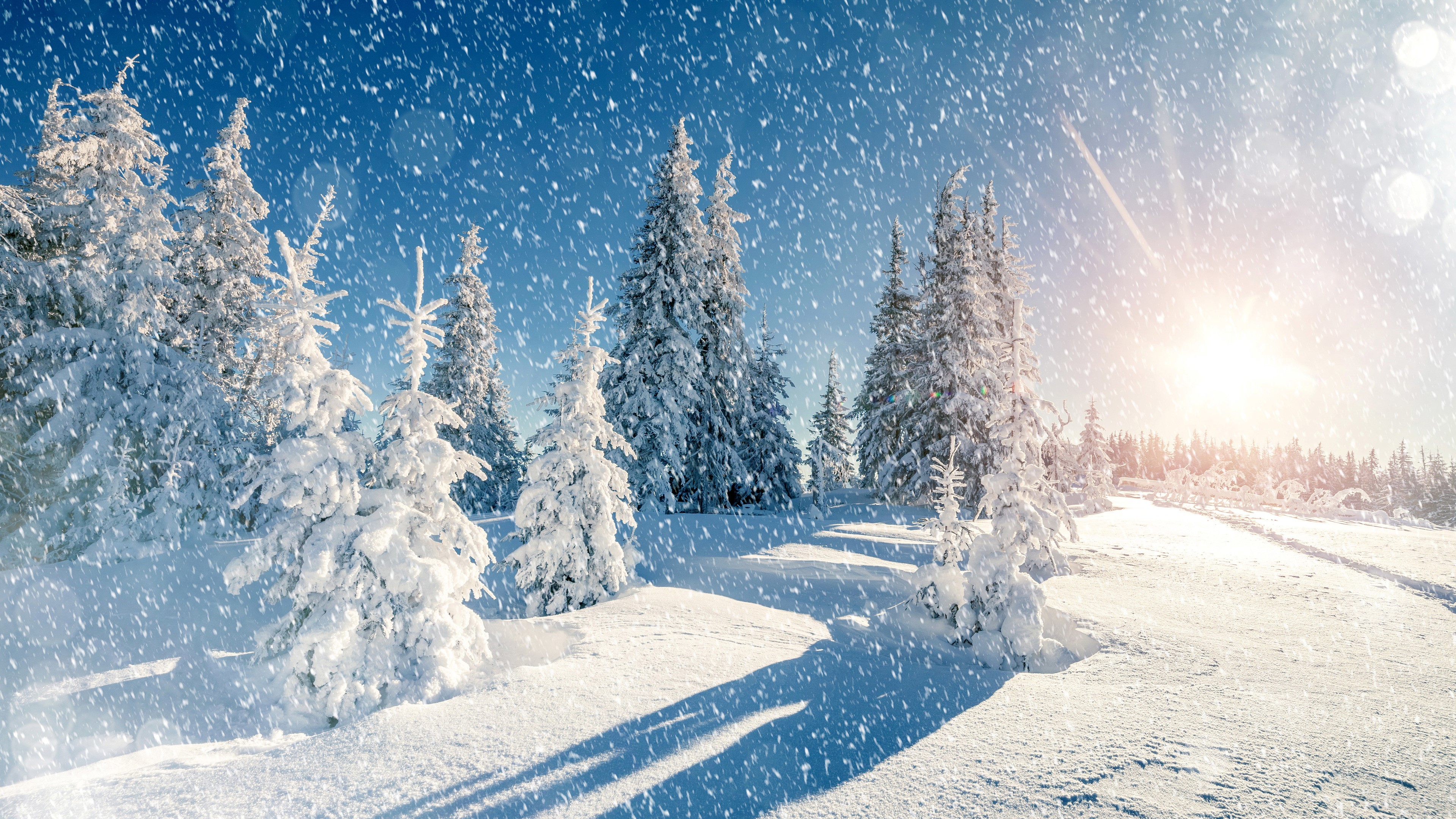 Winter Trees Snow 4K HD Wallpaper