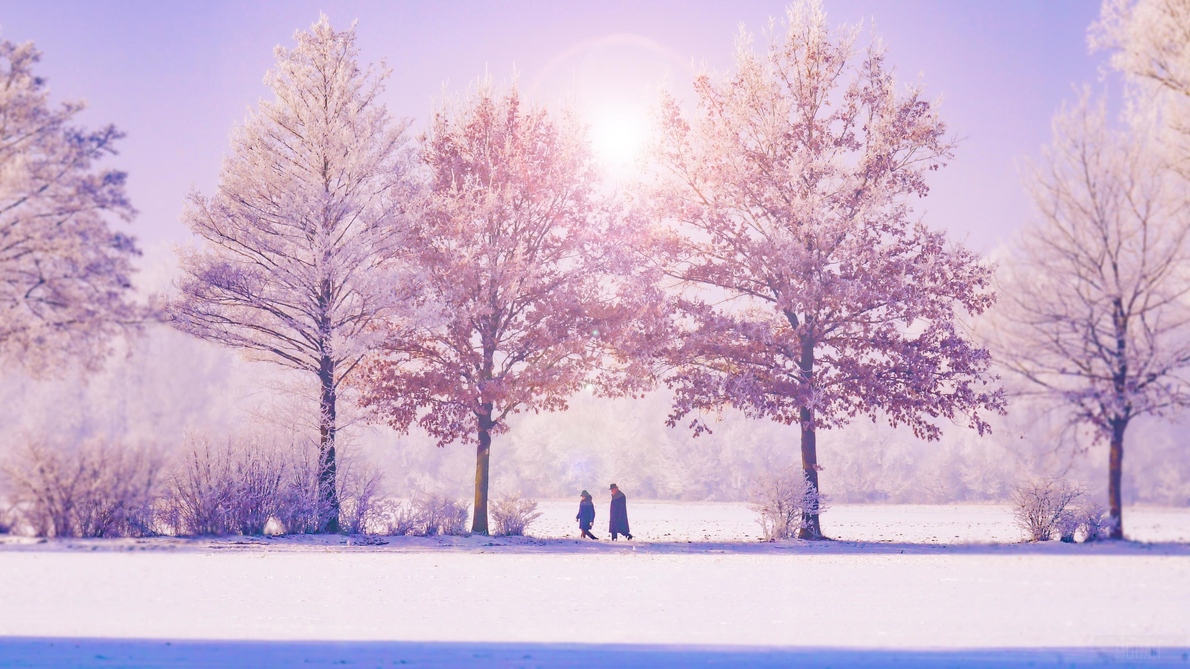 Winter Trees HD Wallpaper