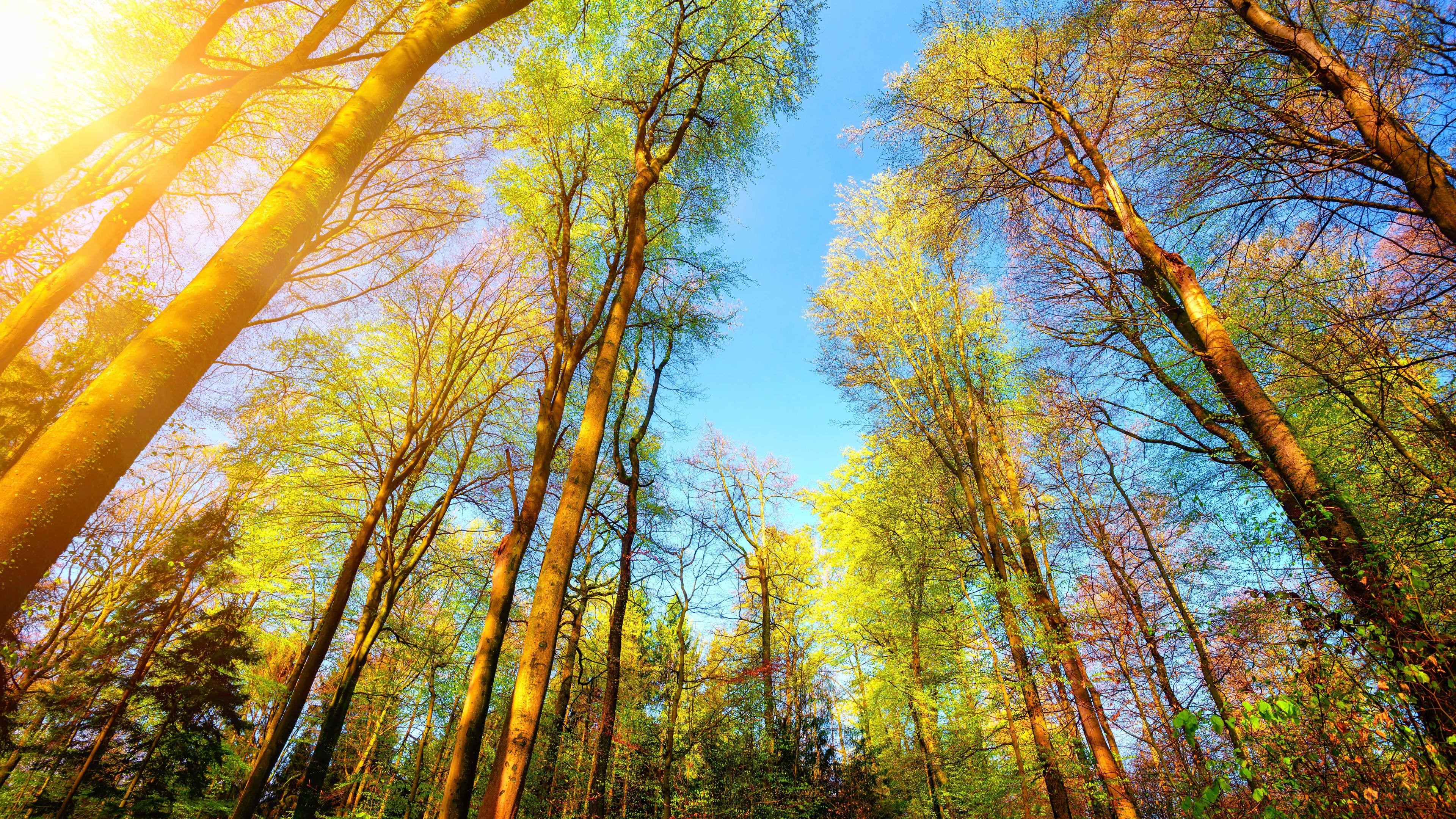 Sunlight filtering through trees in a forest HD Wallpaper