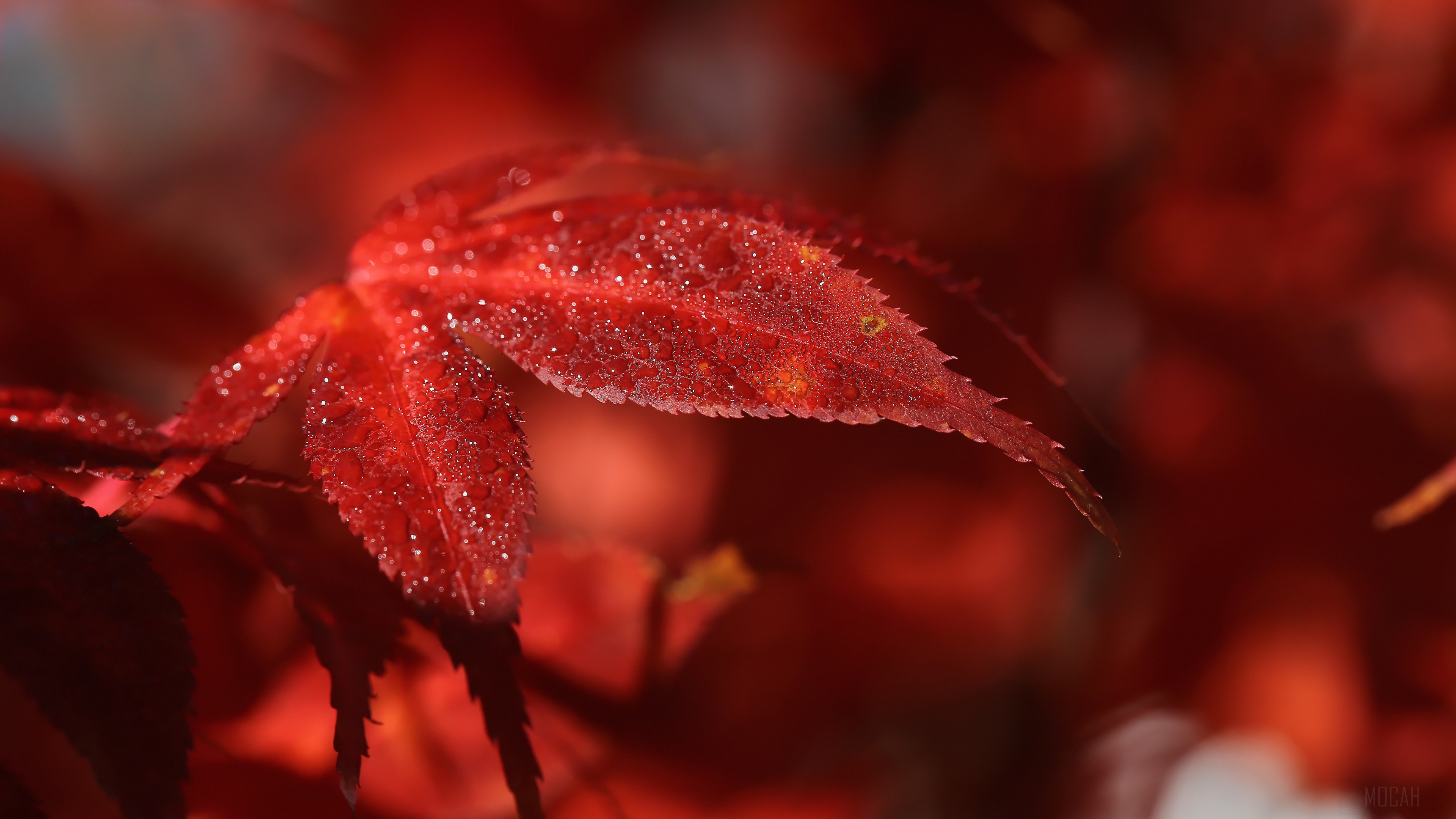 Red Leaf with Water Droplets Macro 4K HD Wallpaper