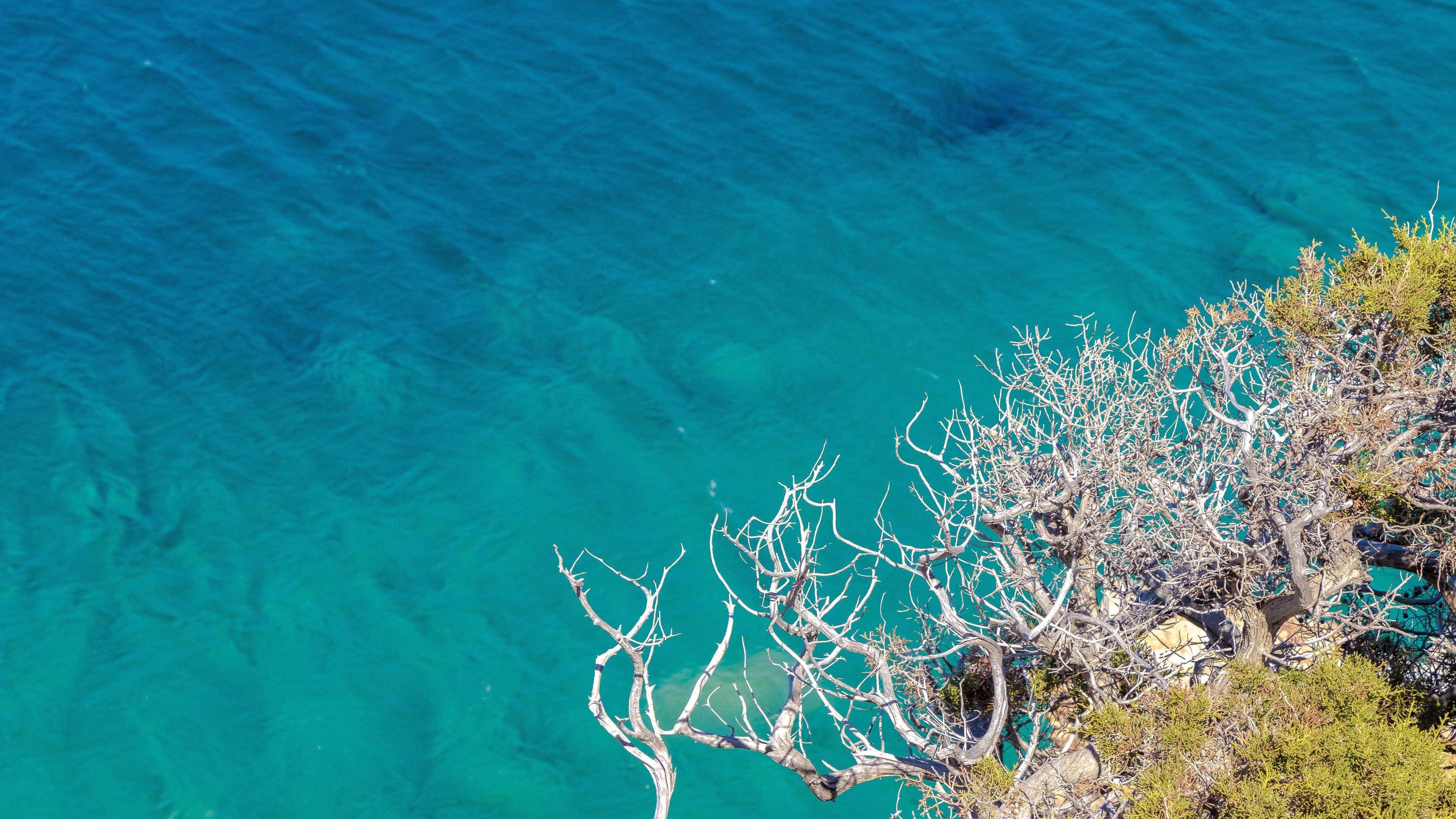 Clear Sea and Tree Branches 4K HD Wallpaper