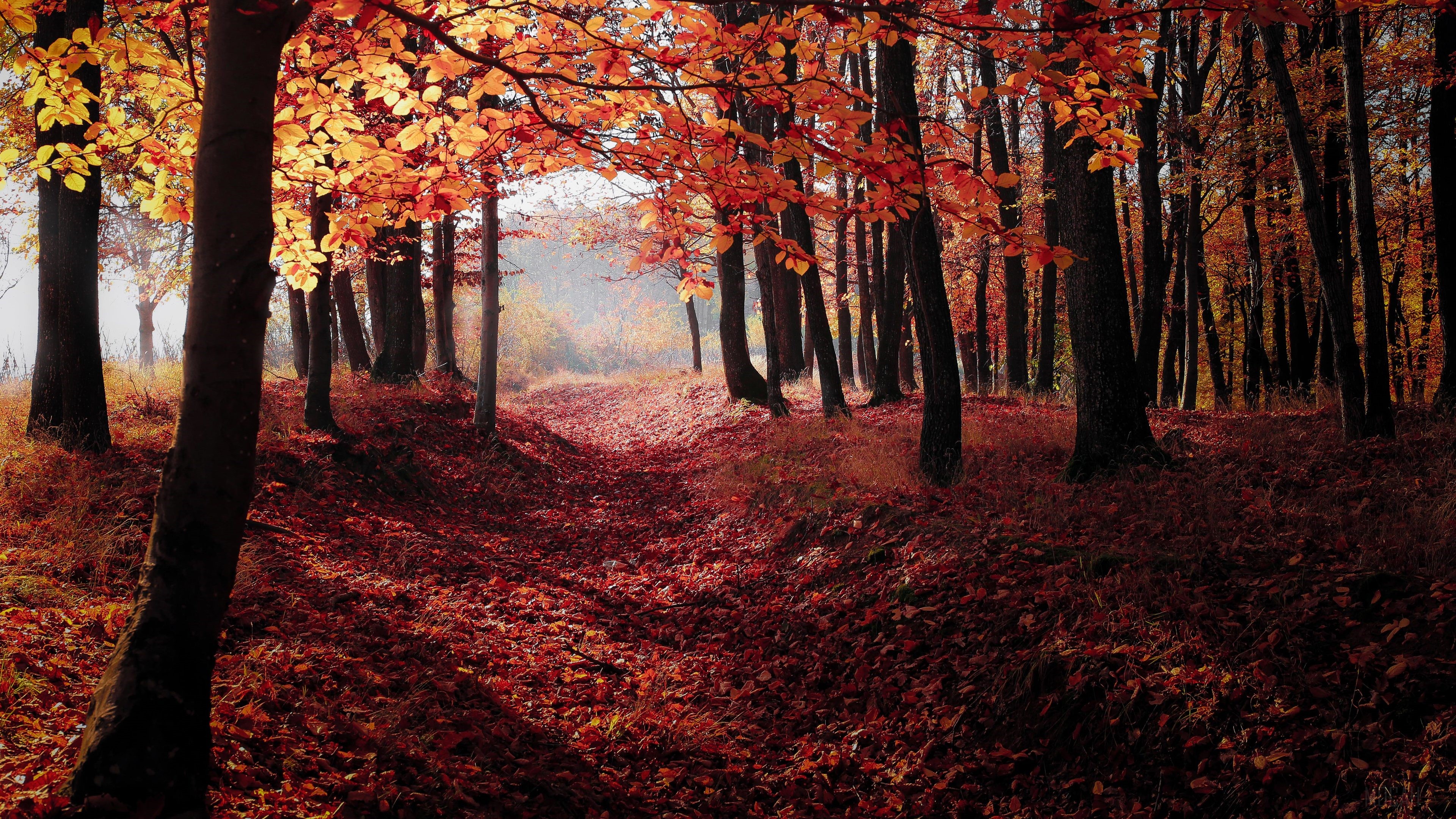 Autumn Forest Path with Red and Orange Leaves 4K HD Wallpaper
