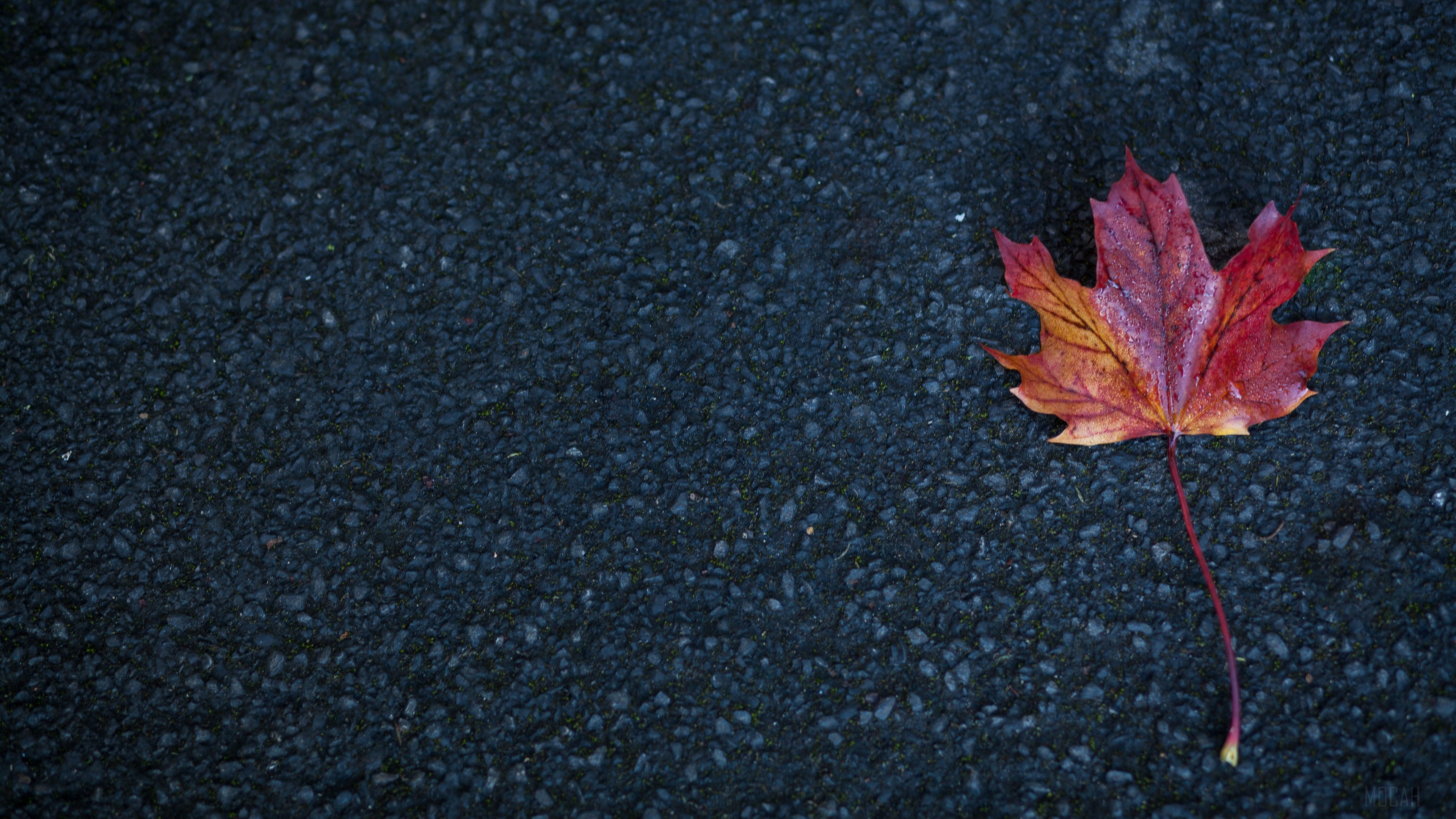 Red and yellow maple leaf on asphalt 4K HD Wallpaper