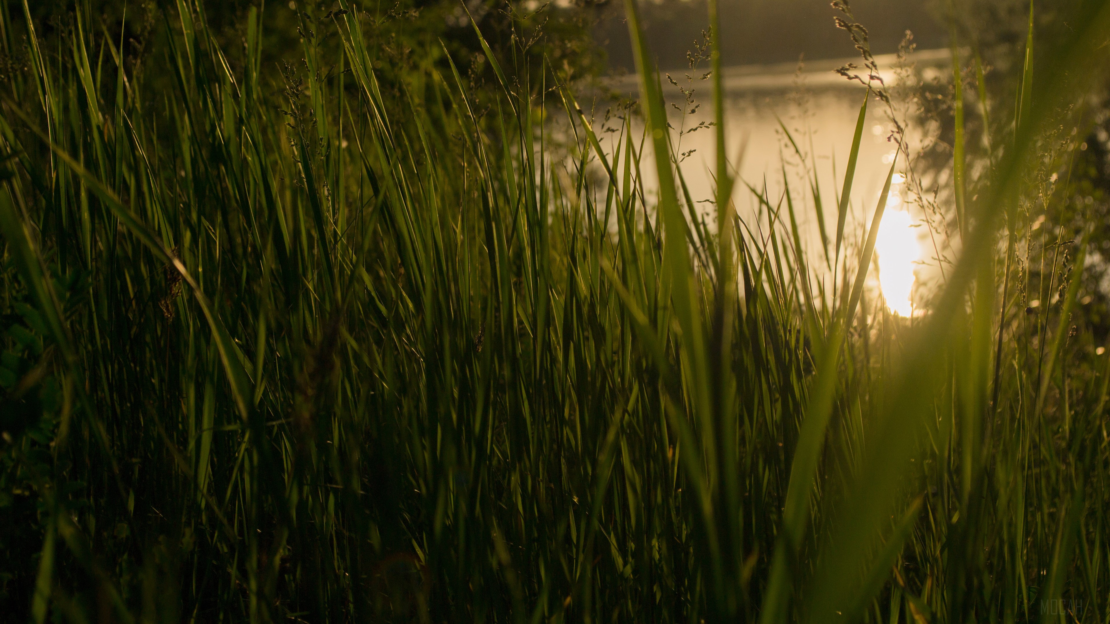 Tall grass in front of a sunset over a lake HD Wallpaper