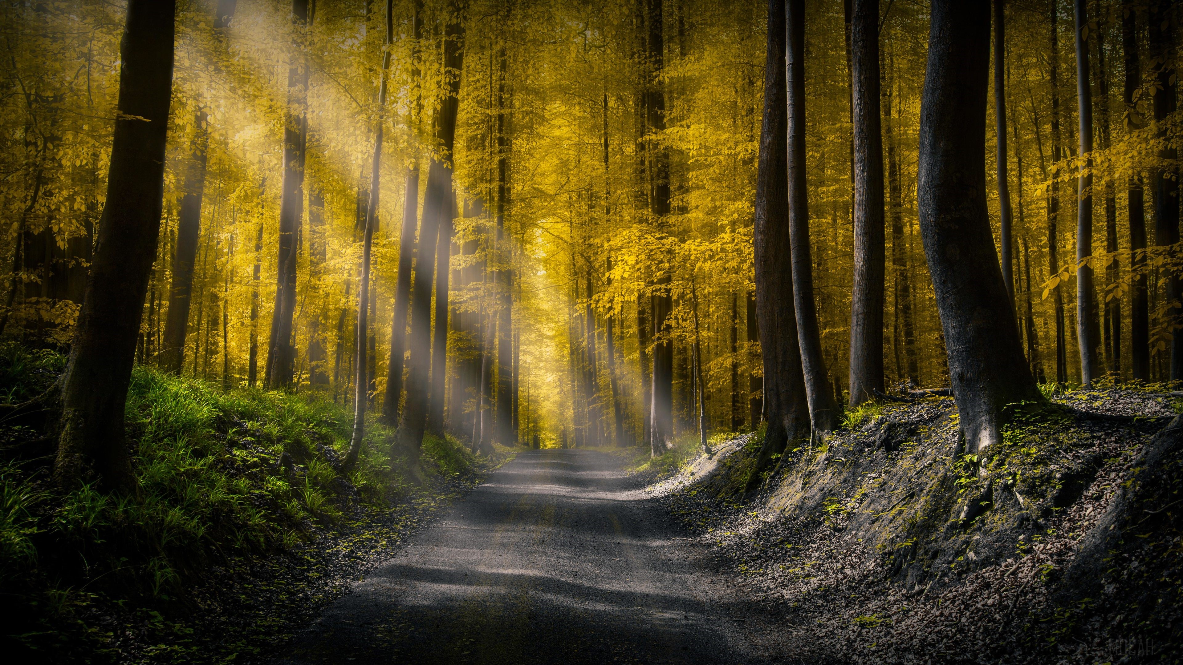Forest Road with Sun Rays 4K HD Wallpaper