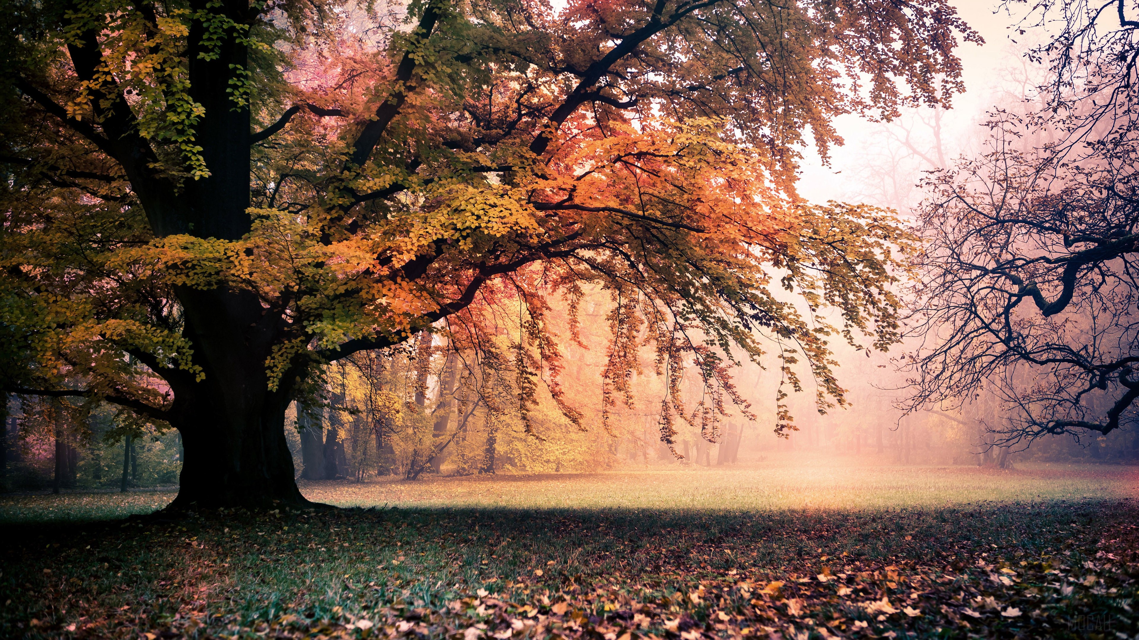 Autumn Tree with Fallen Leaves 4K HD Wallpaper