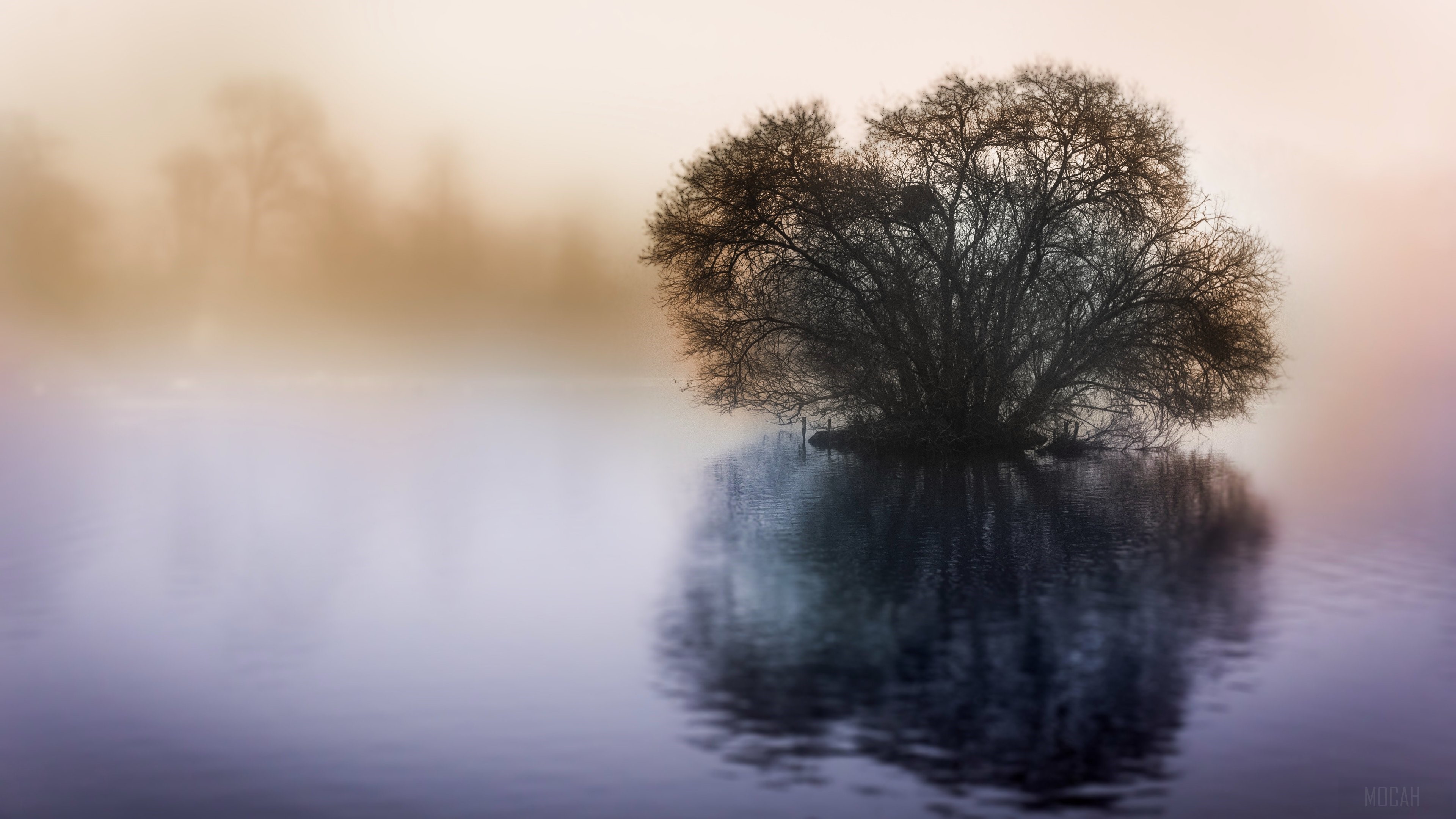 Bare tree in fog over water at Little Britain Lake 4K HD Wallpaper