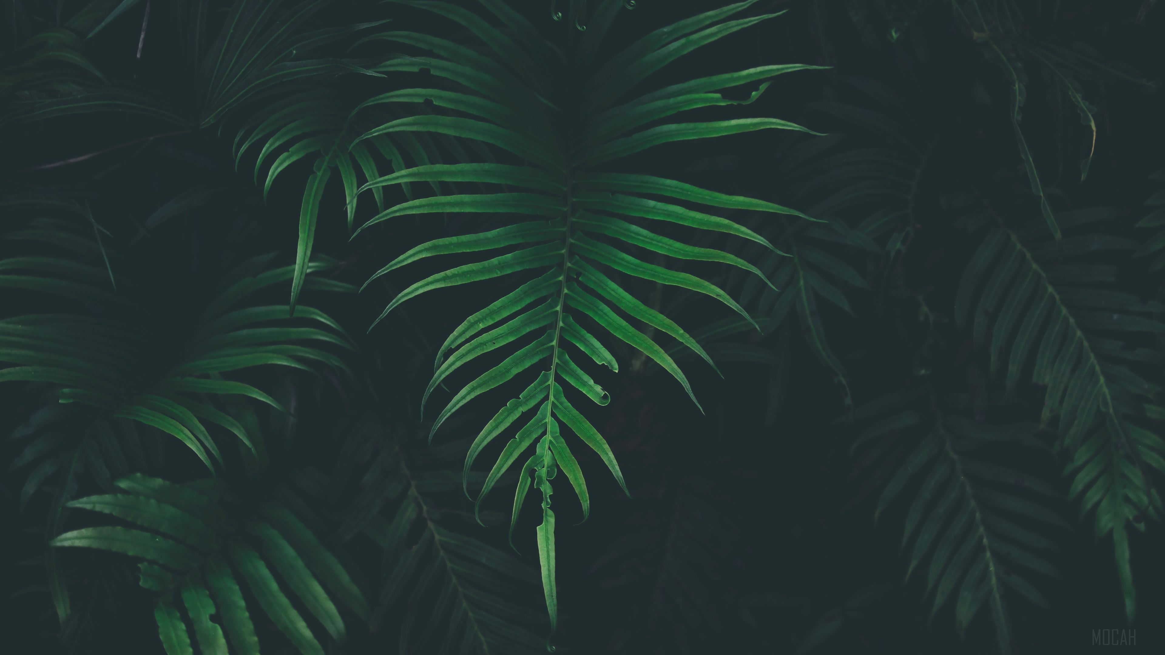 Dark Green Fern Leaves HD Wallpaper