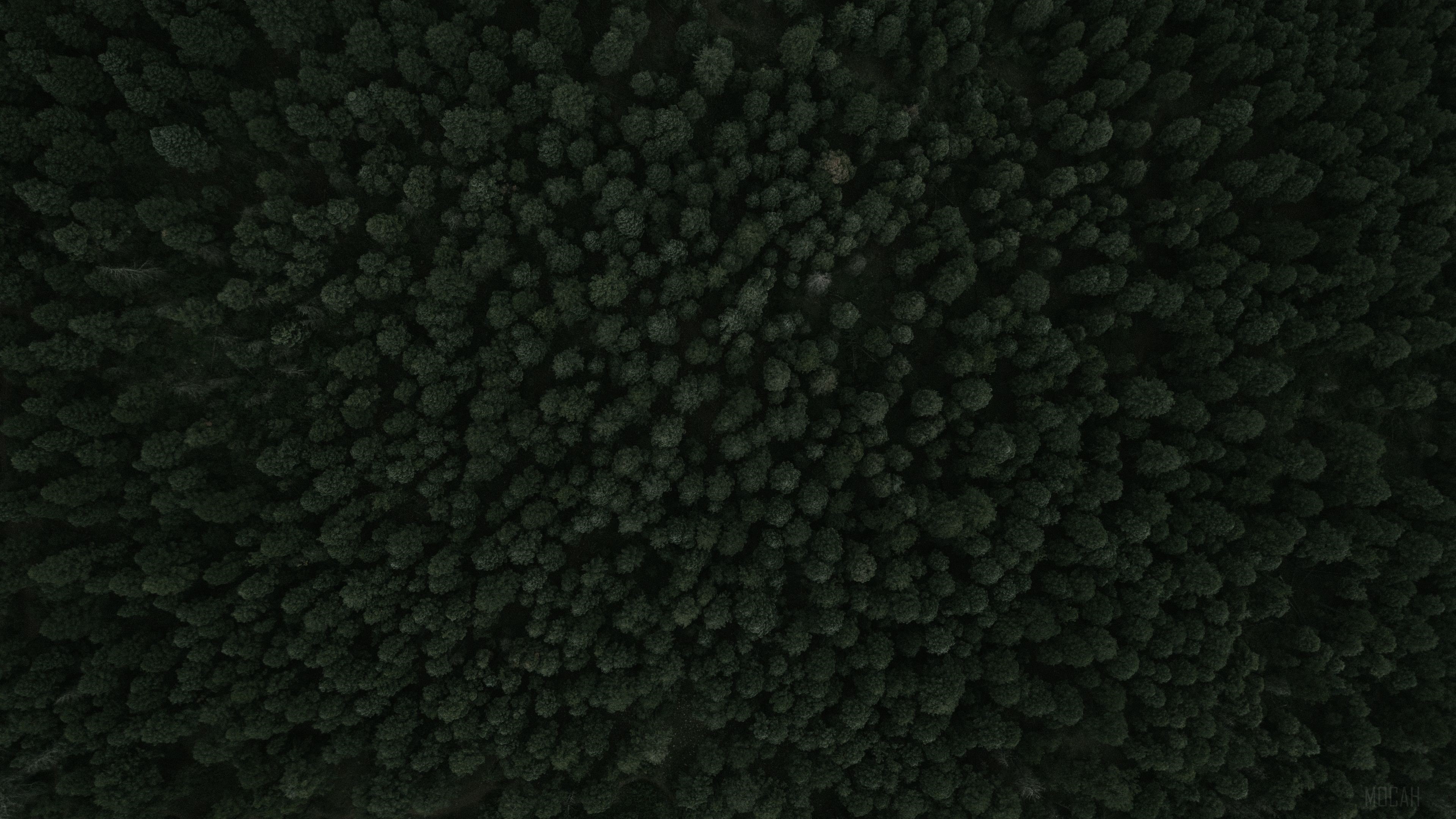 Top View Of Forest Green Trees HD Wallpaper