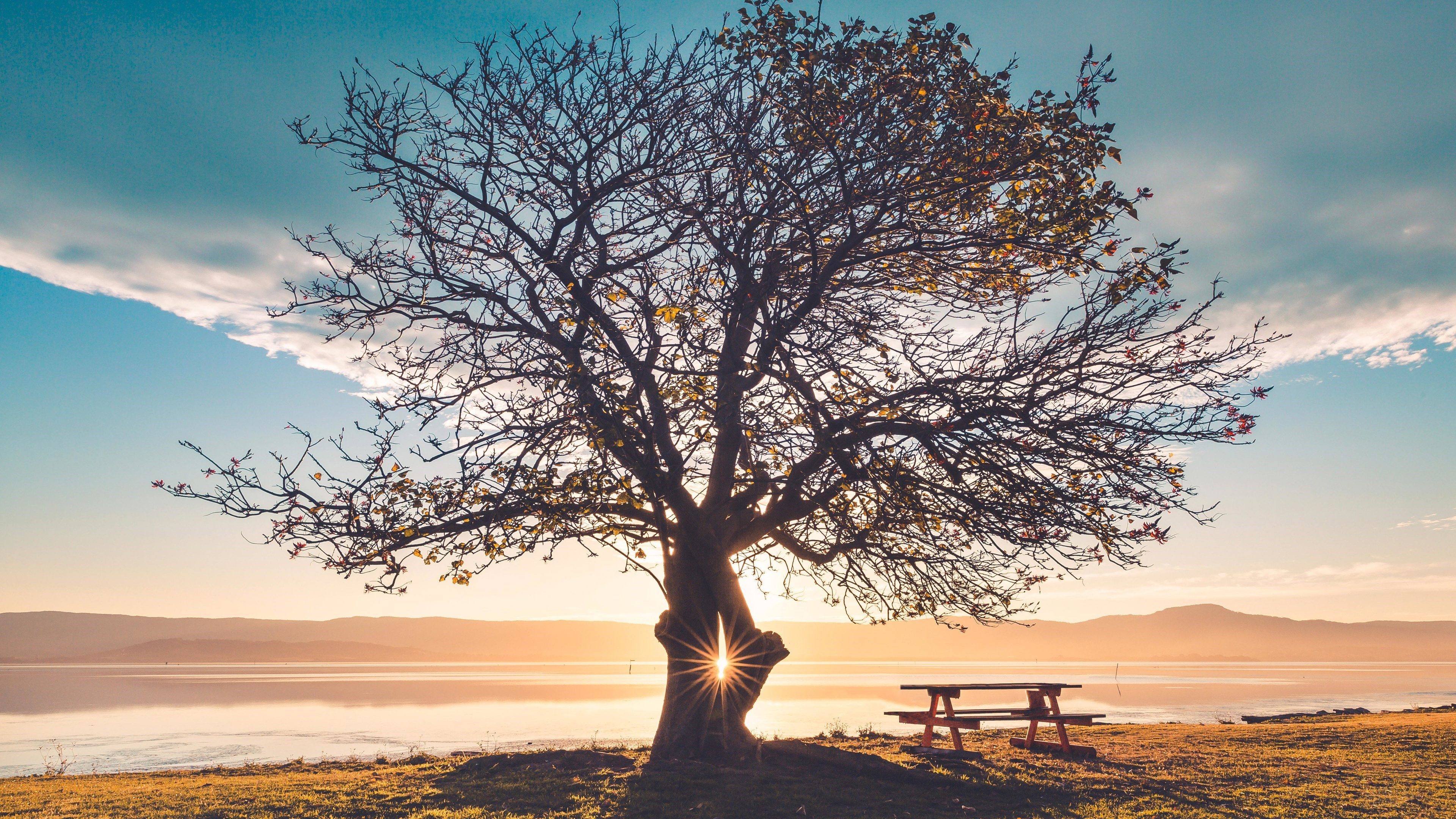 Tree with Sunbeams and Bench by Water 4K HD Wallpaper
