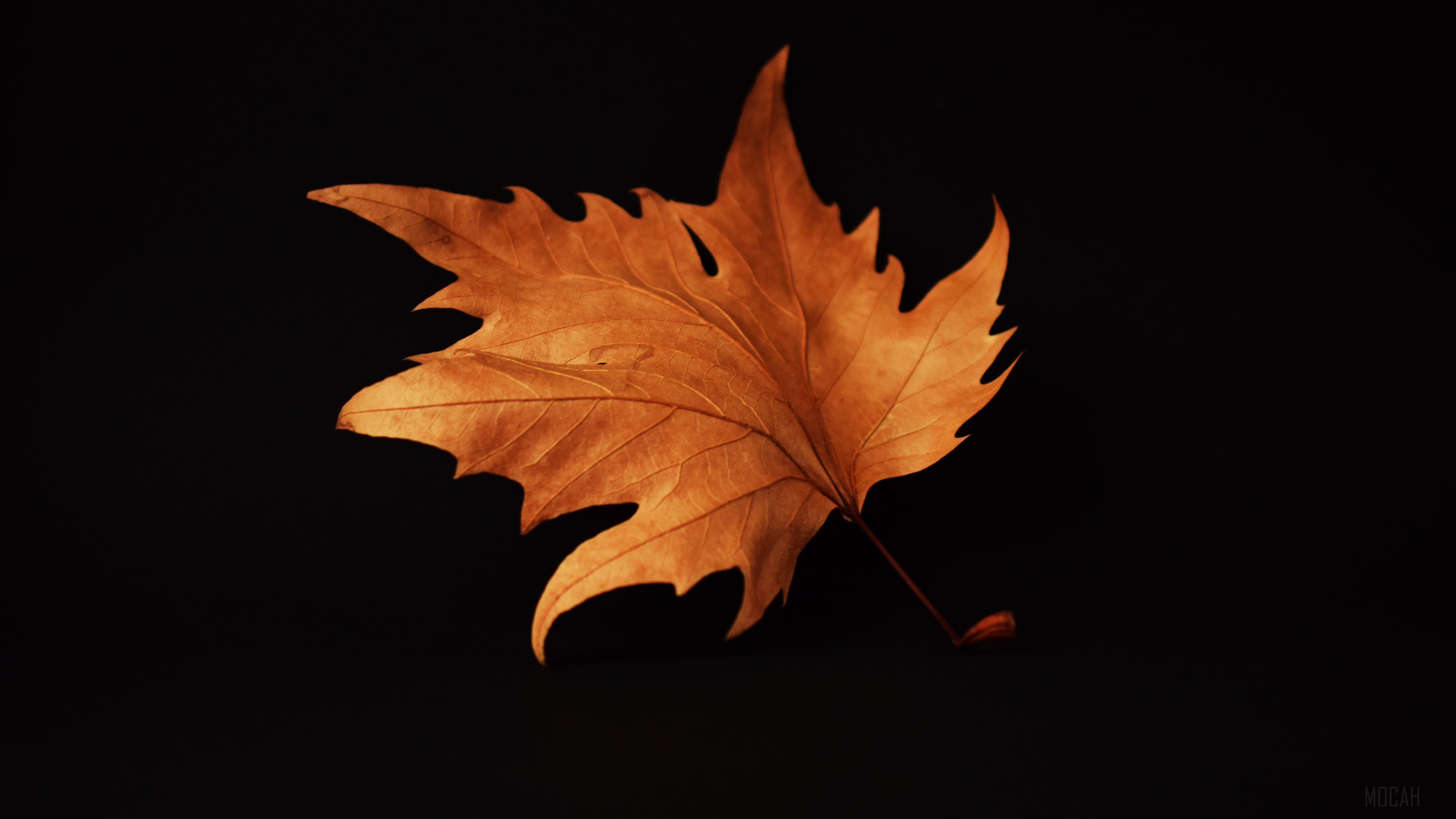 Autumn leaf on black background 4K HD Wallpaper