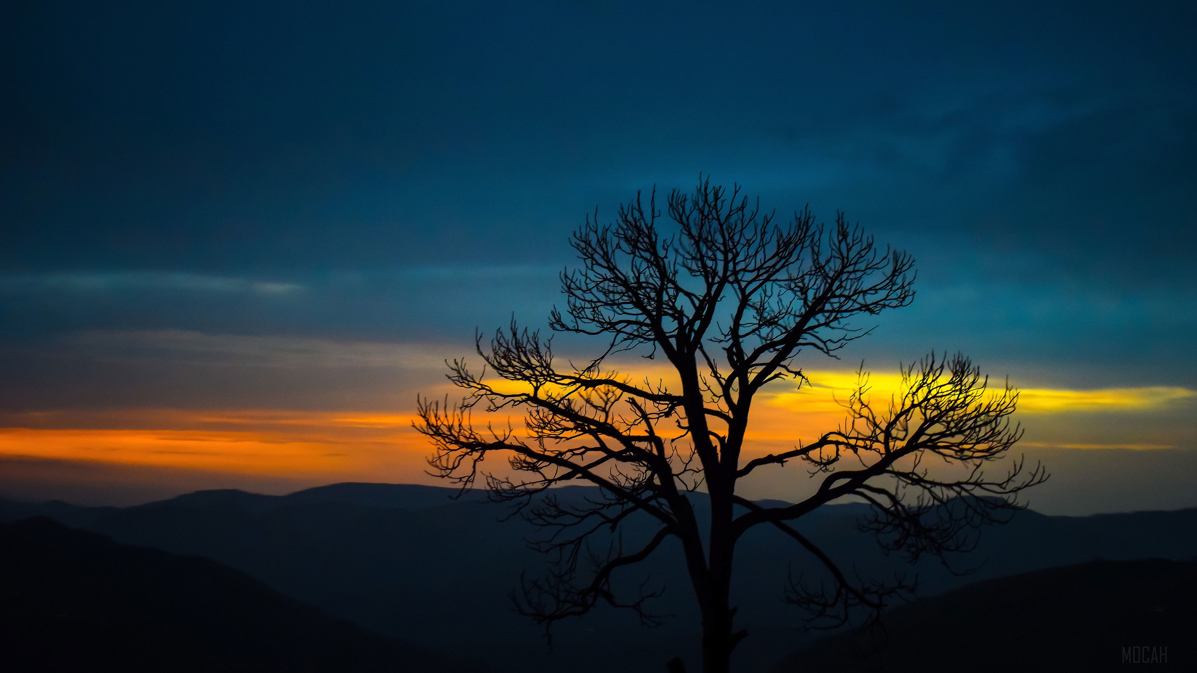 Silhouette of a bare tree against a sunset over mountains HD Wallpaper