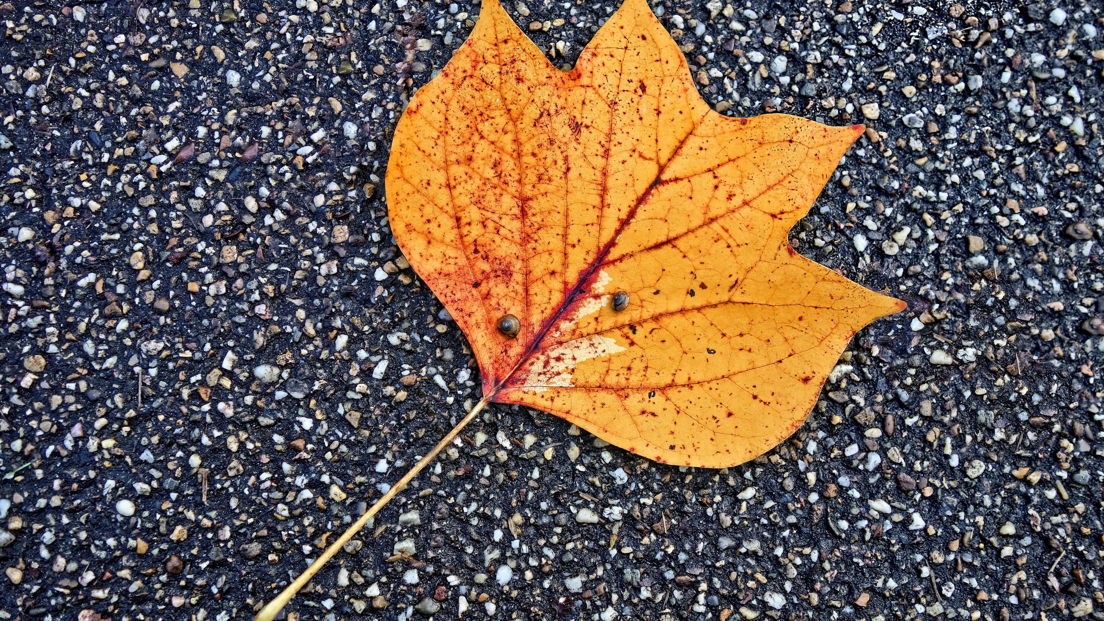 Fallen Autumn Leaf on Asphalt 4K HD Wallpaper