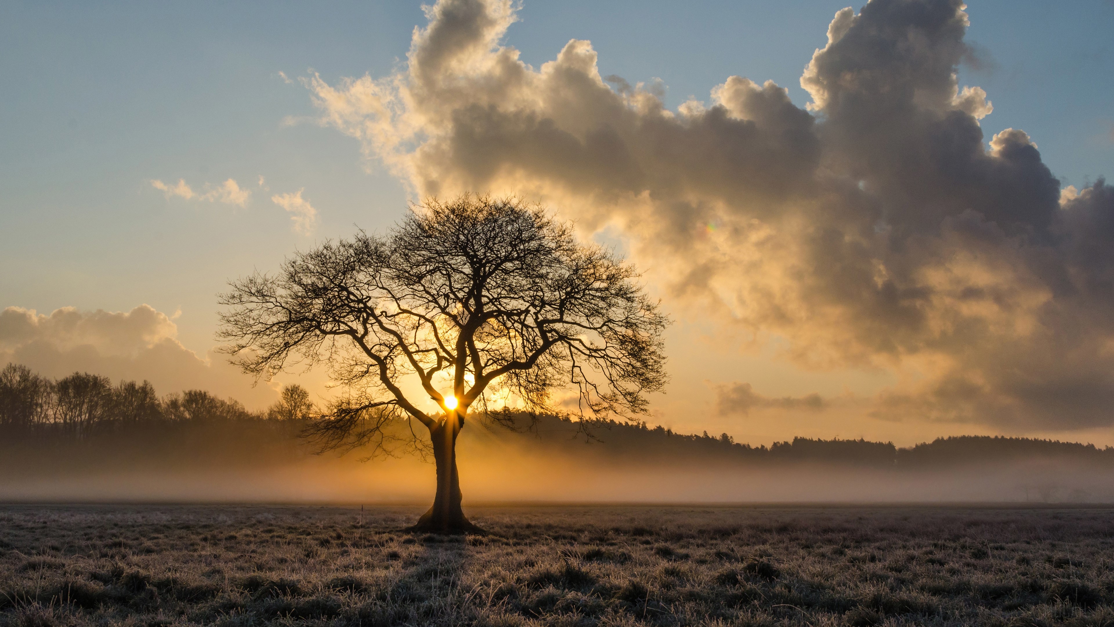 Lone Oak Tree in Foggy Sunrise 4K HD Wallpaper