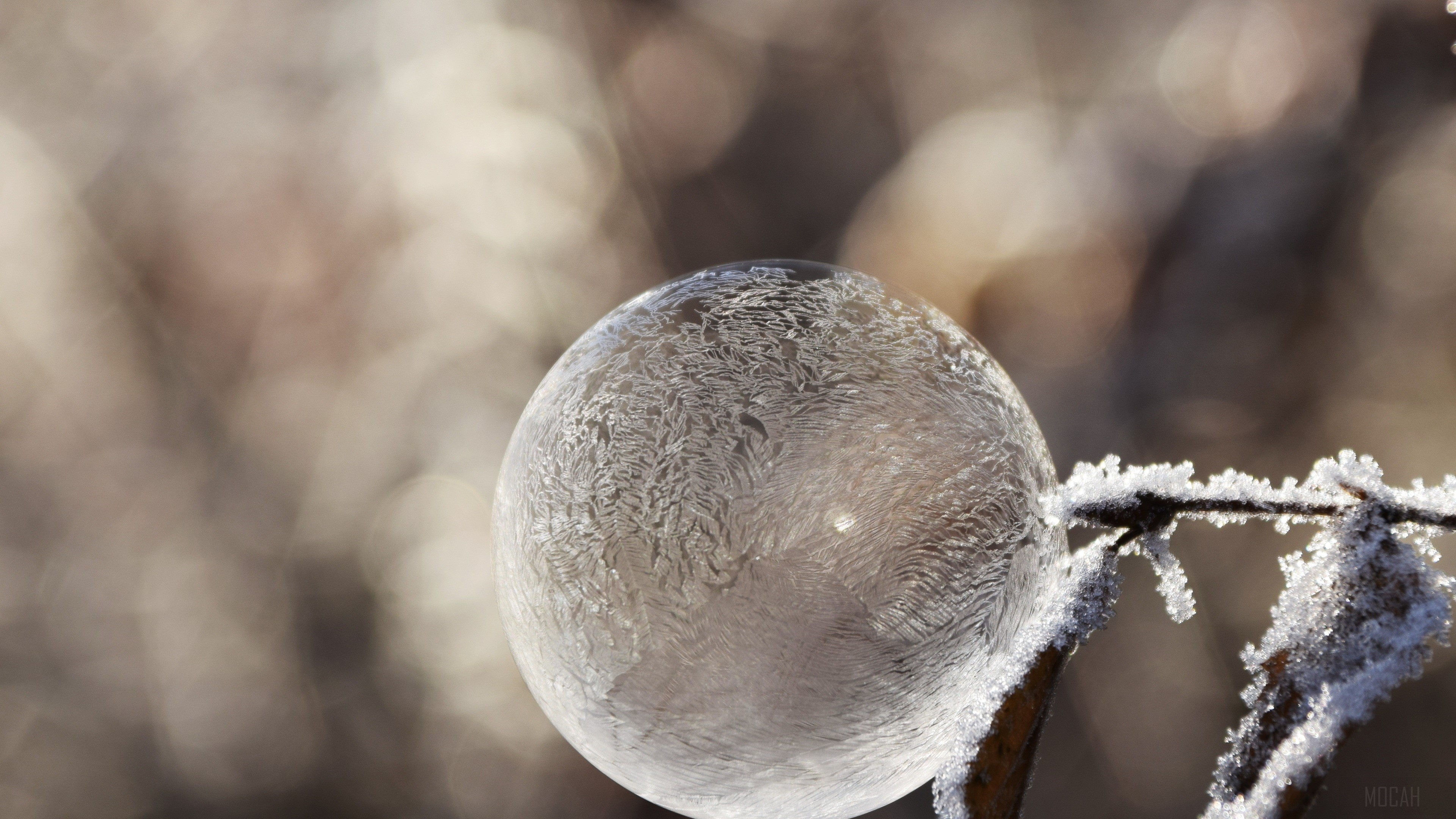Frozen soap bubble on a frosty branch HD Wallpaper