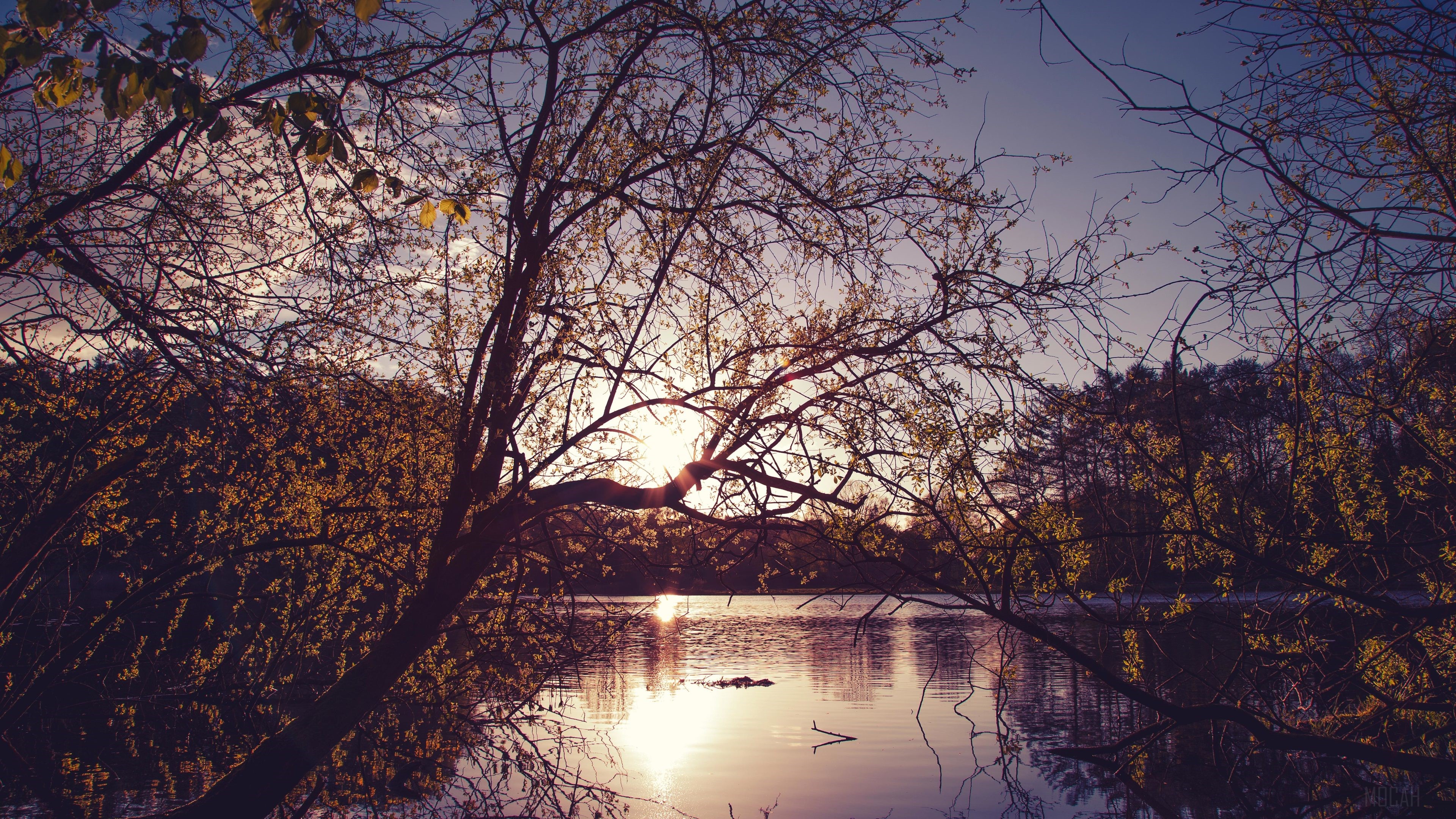 Trees by Lake at Sunset HD Wallpaper