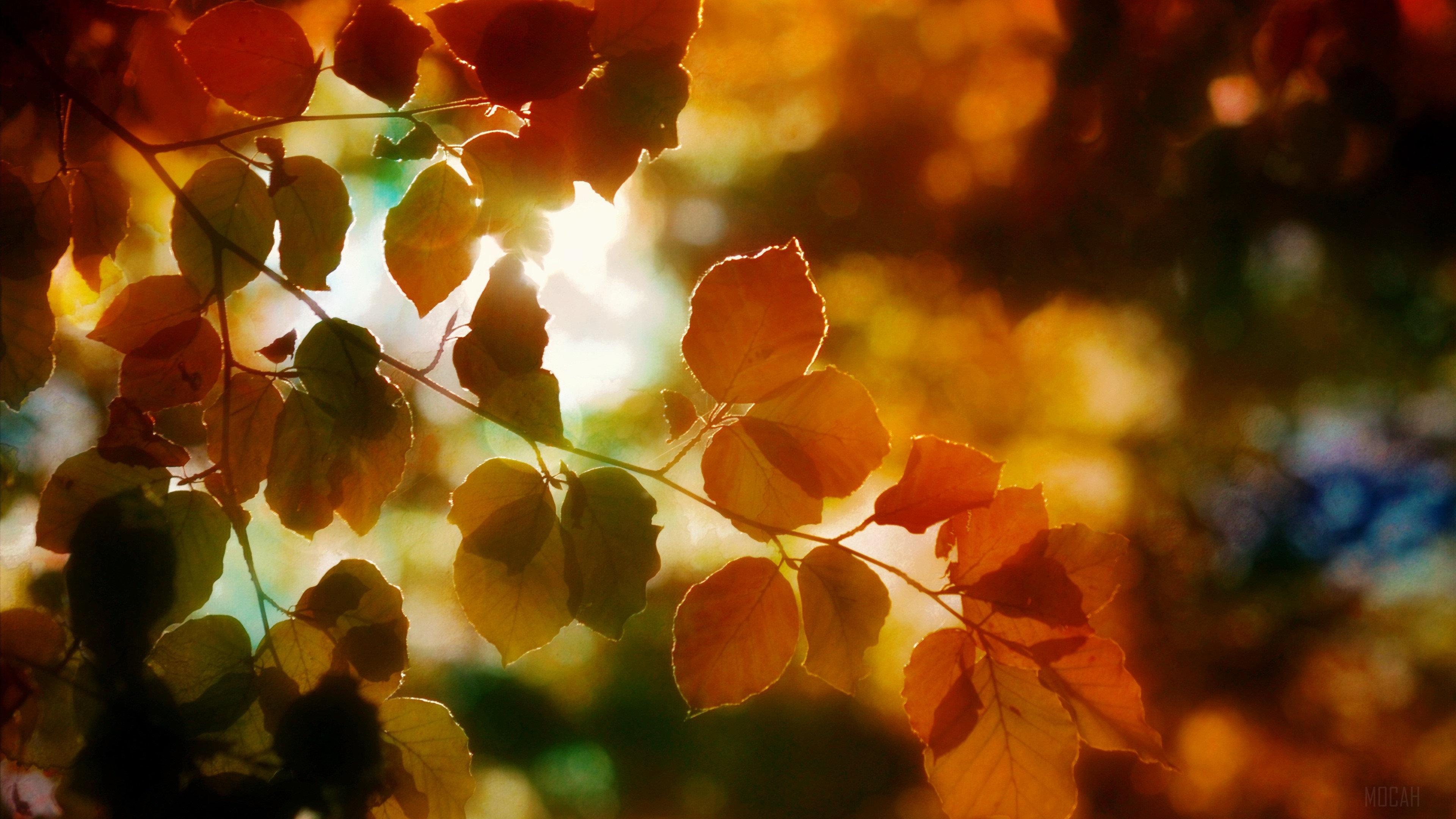 Autumn Light on Leaves 4K HD Wallpaper