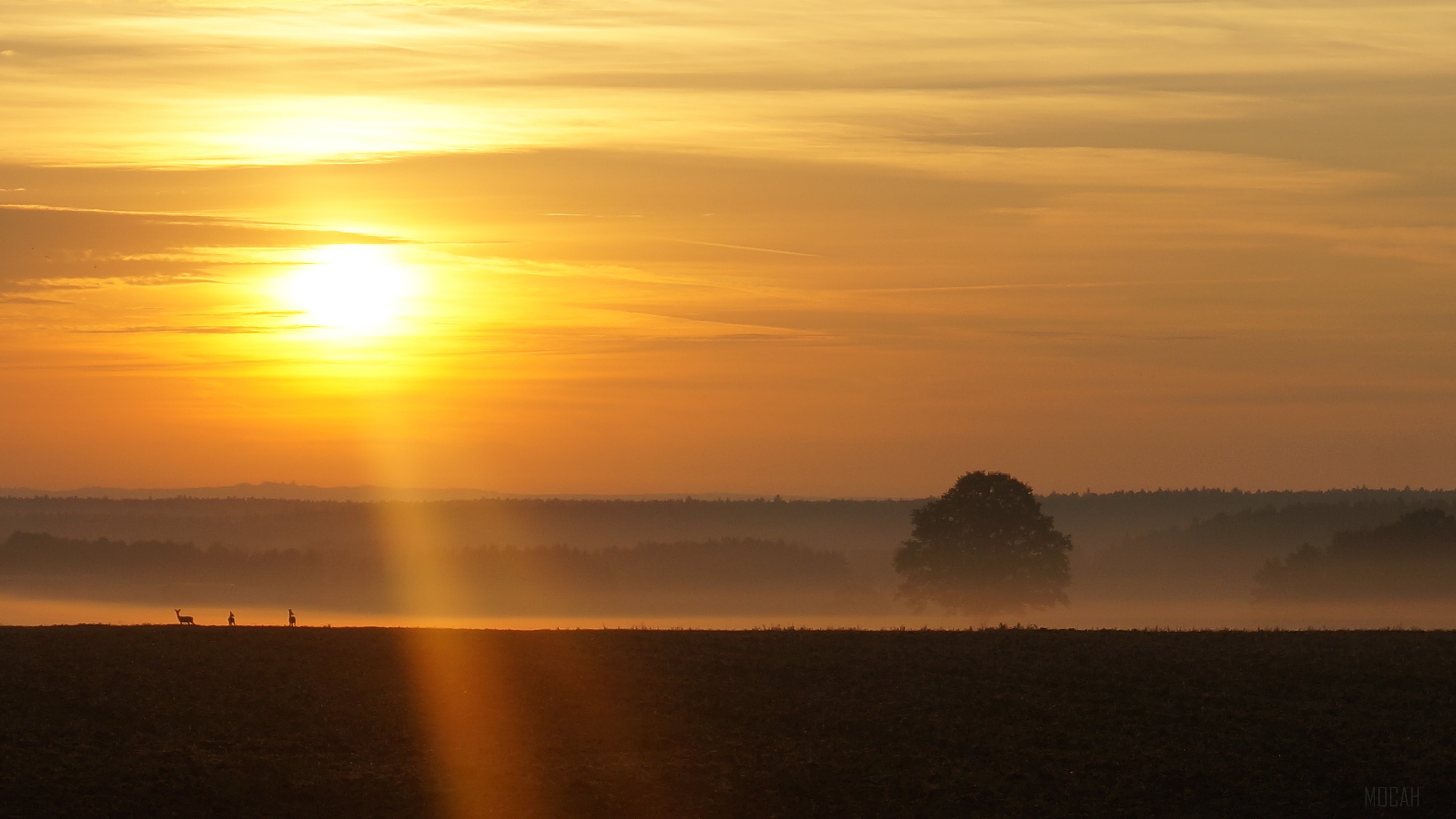 Sunrise over foggy field with deer and tree HD Wallpaper