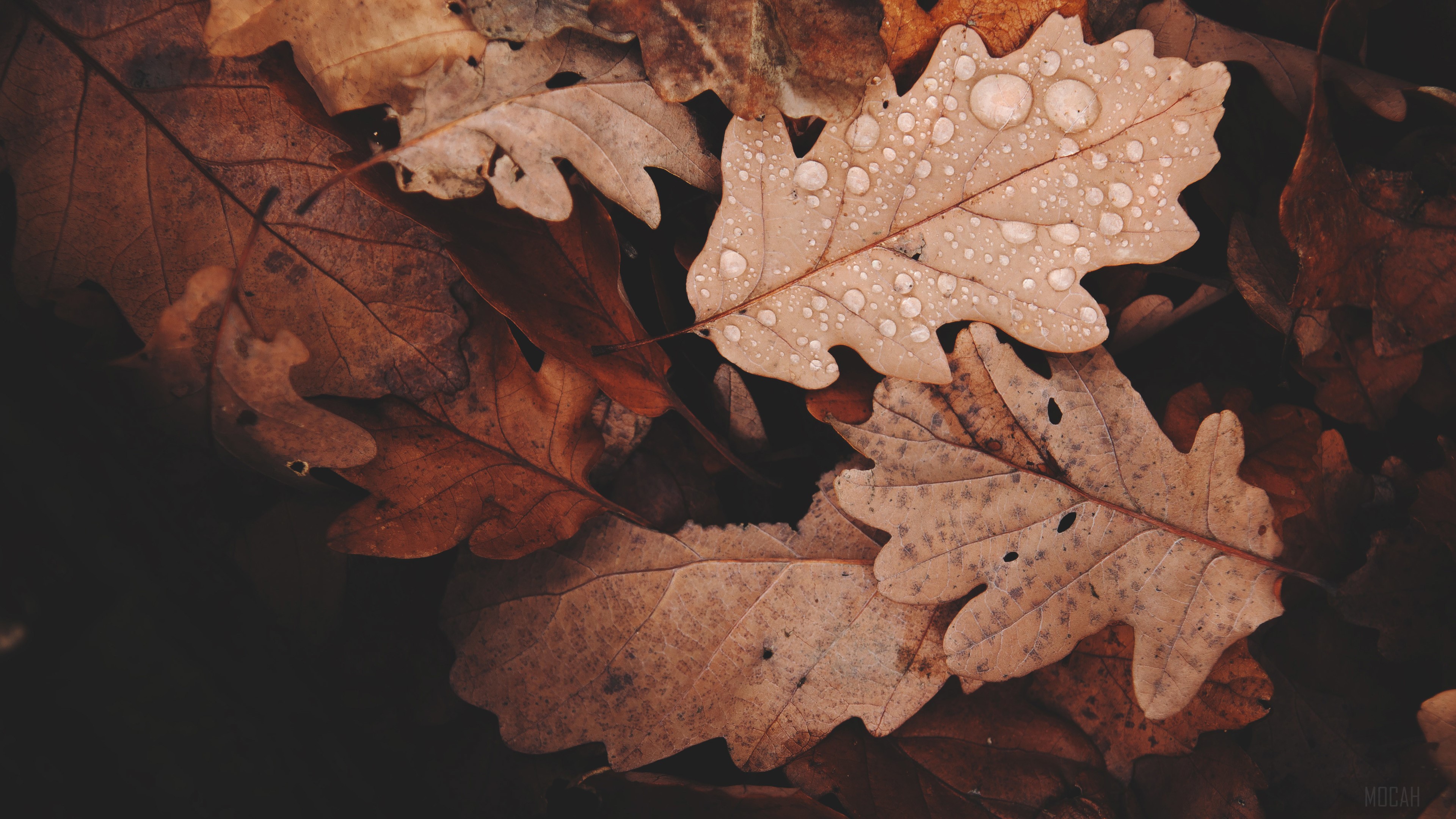 Autumn Withered Leaves HD Wallpaper