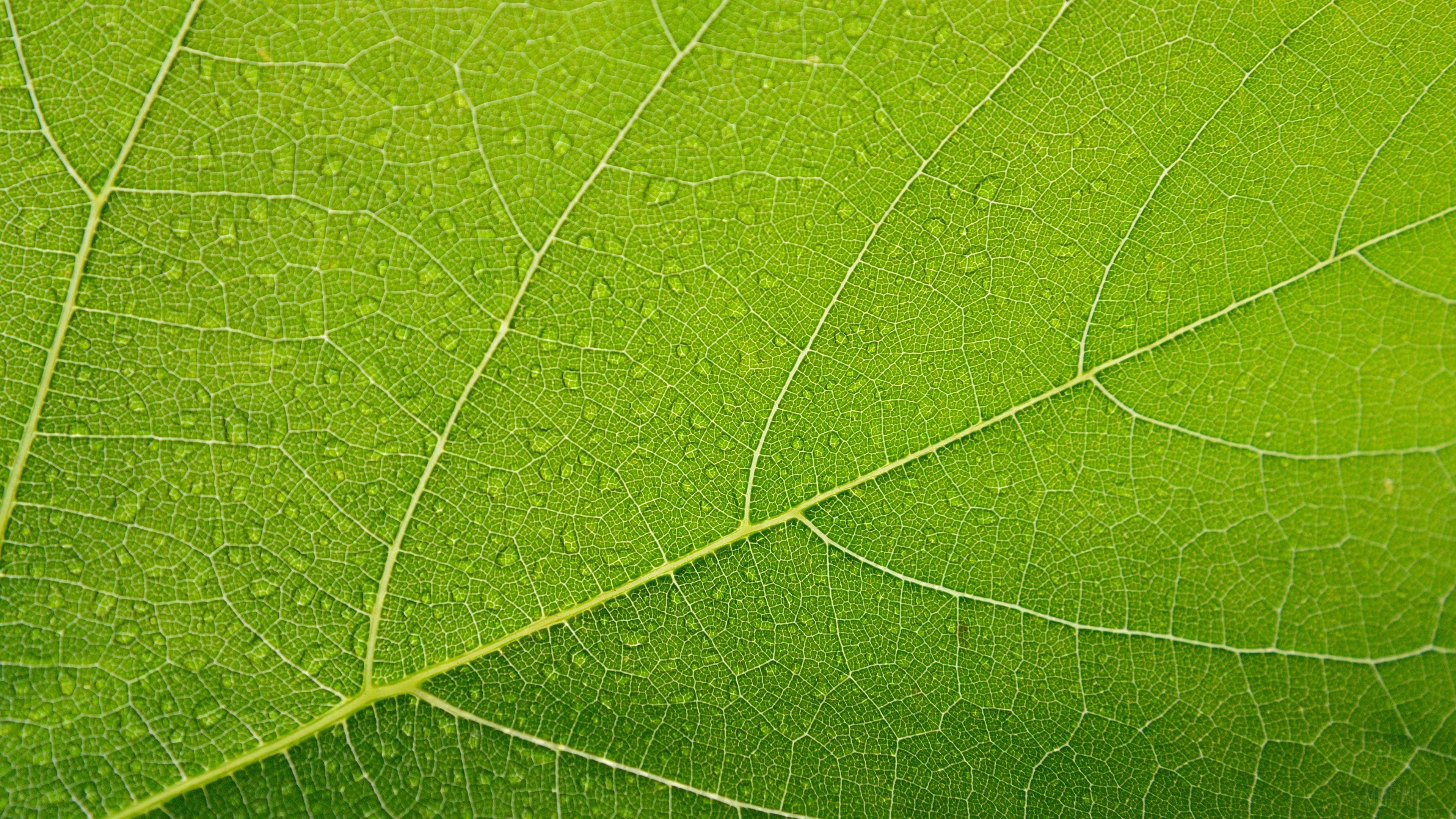 Green leaf with water droplets 4K HD Wallpaper