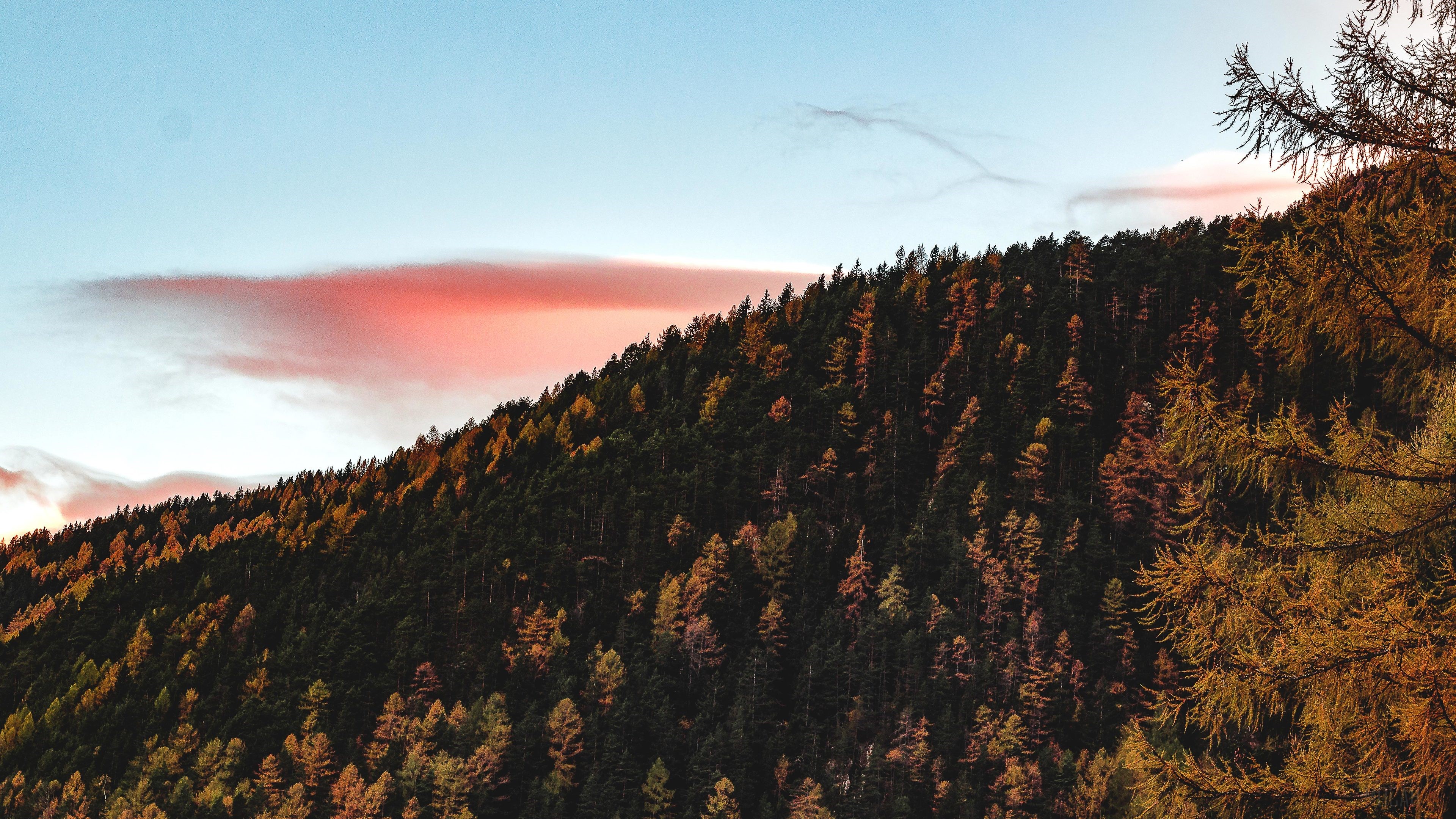 Aerial View of Forest Trees 4K HD Wallpaper